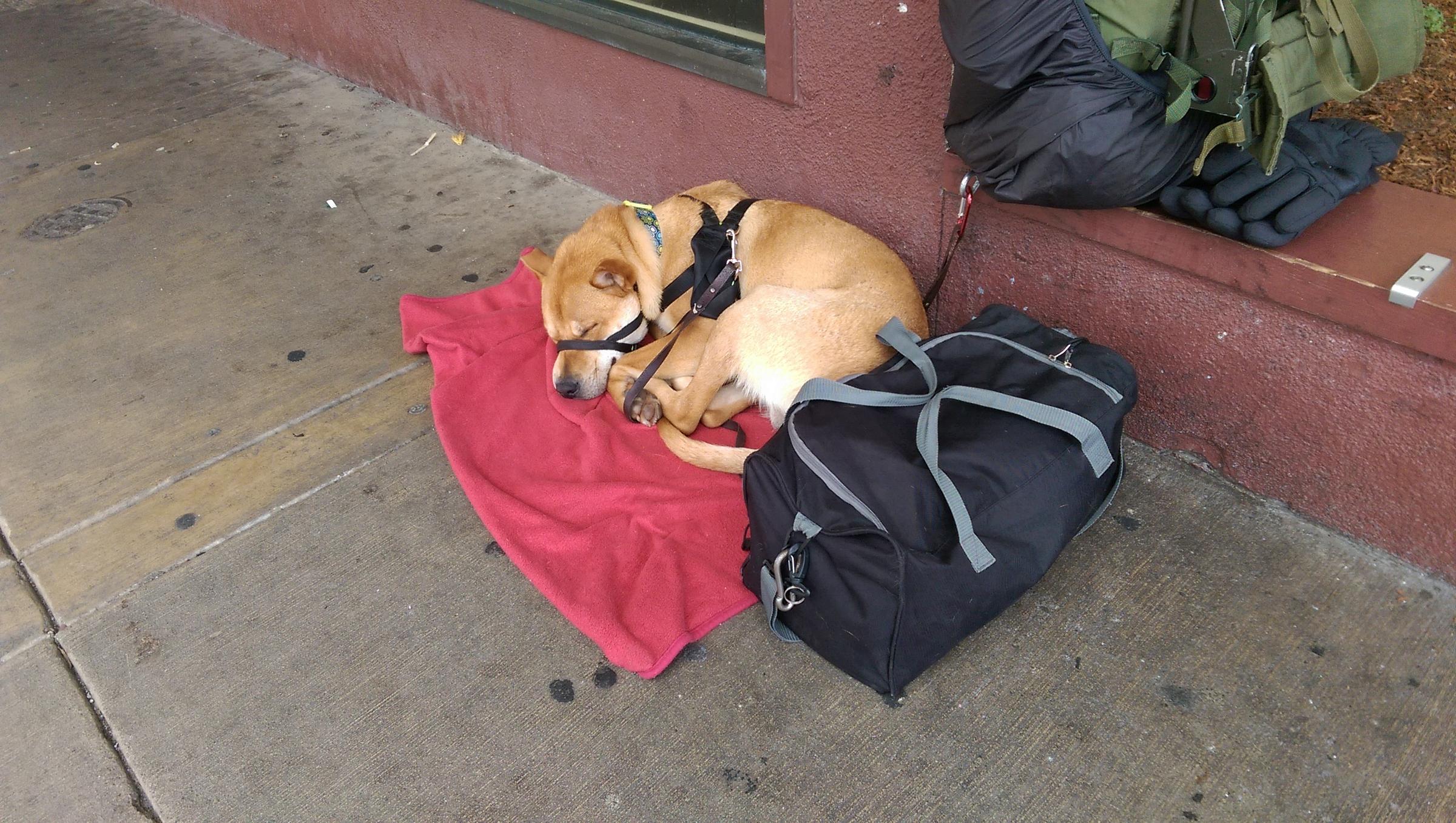 homeless people with pets