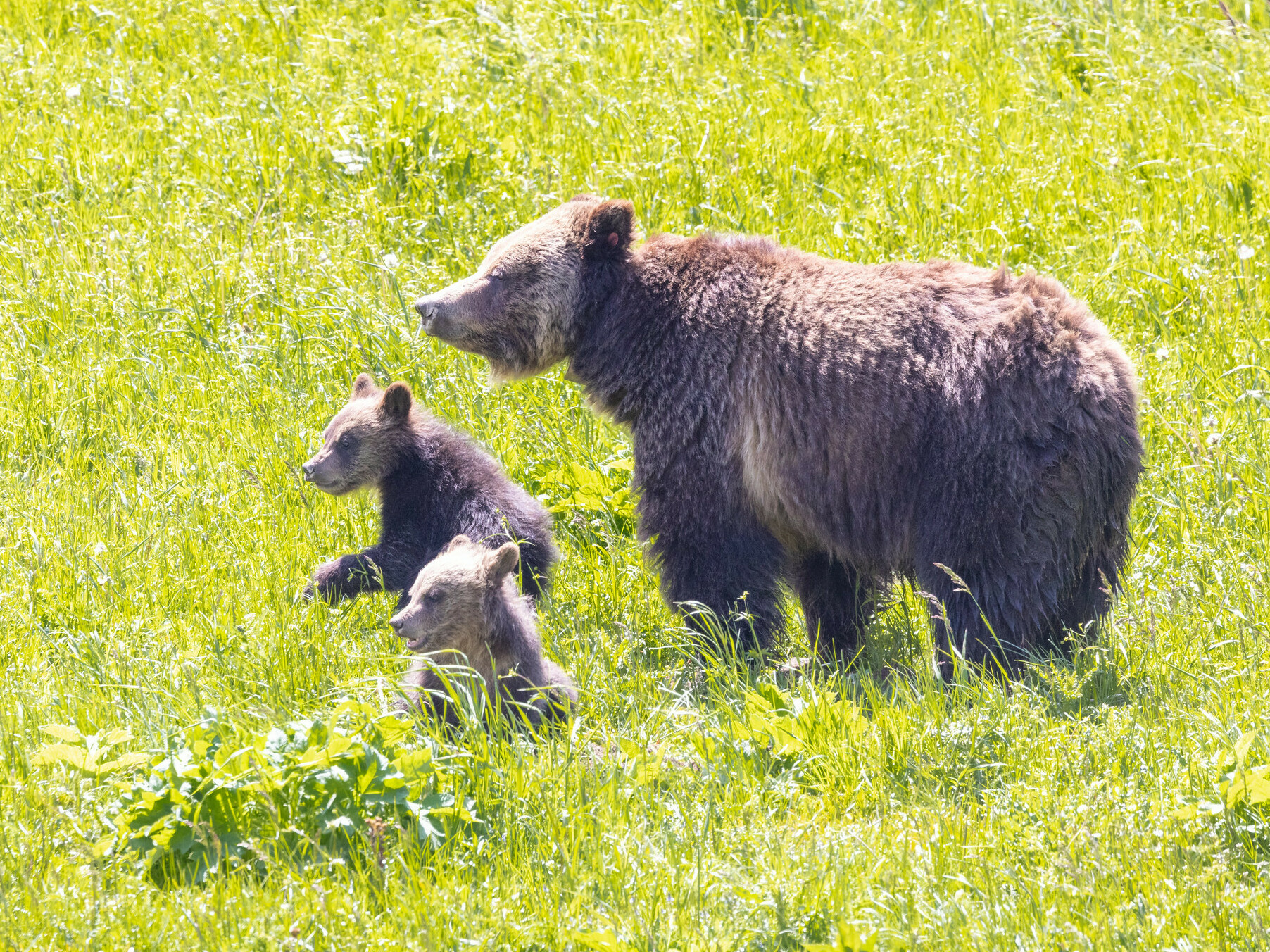 Grizzly bear