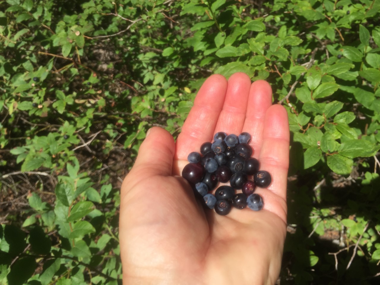 Fruit Tree Michigan Berry Wild