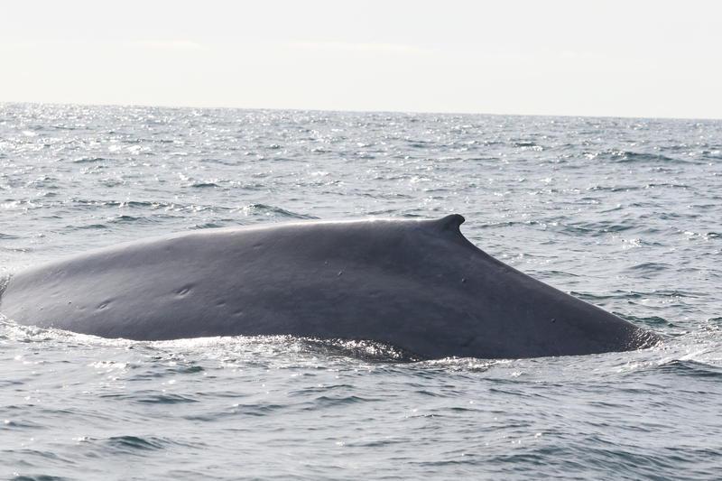 Rare Sighting Of Blue Whales Off The Washington Coast - OPB