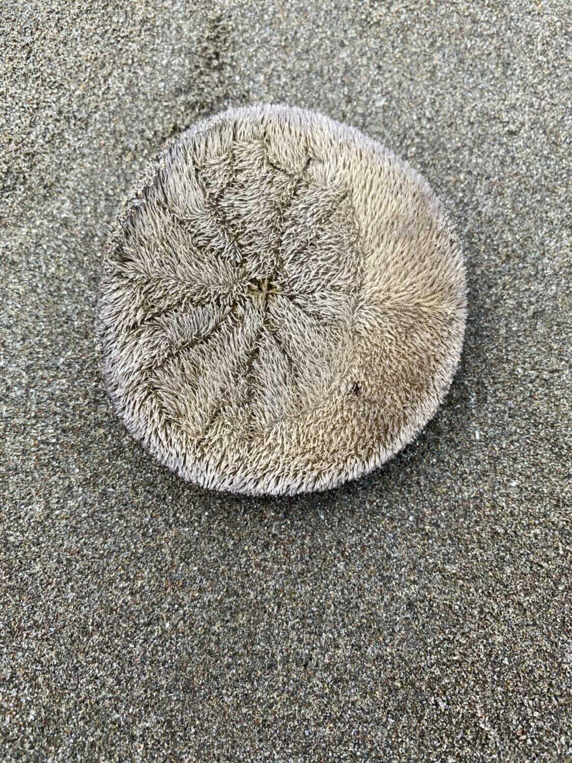 ANTIGUA Sand Dollar Made with Sand Tropical Beach Ornament