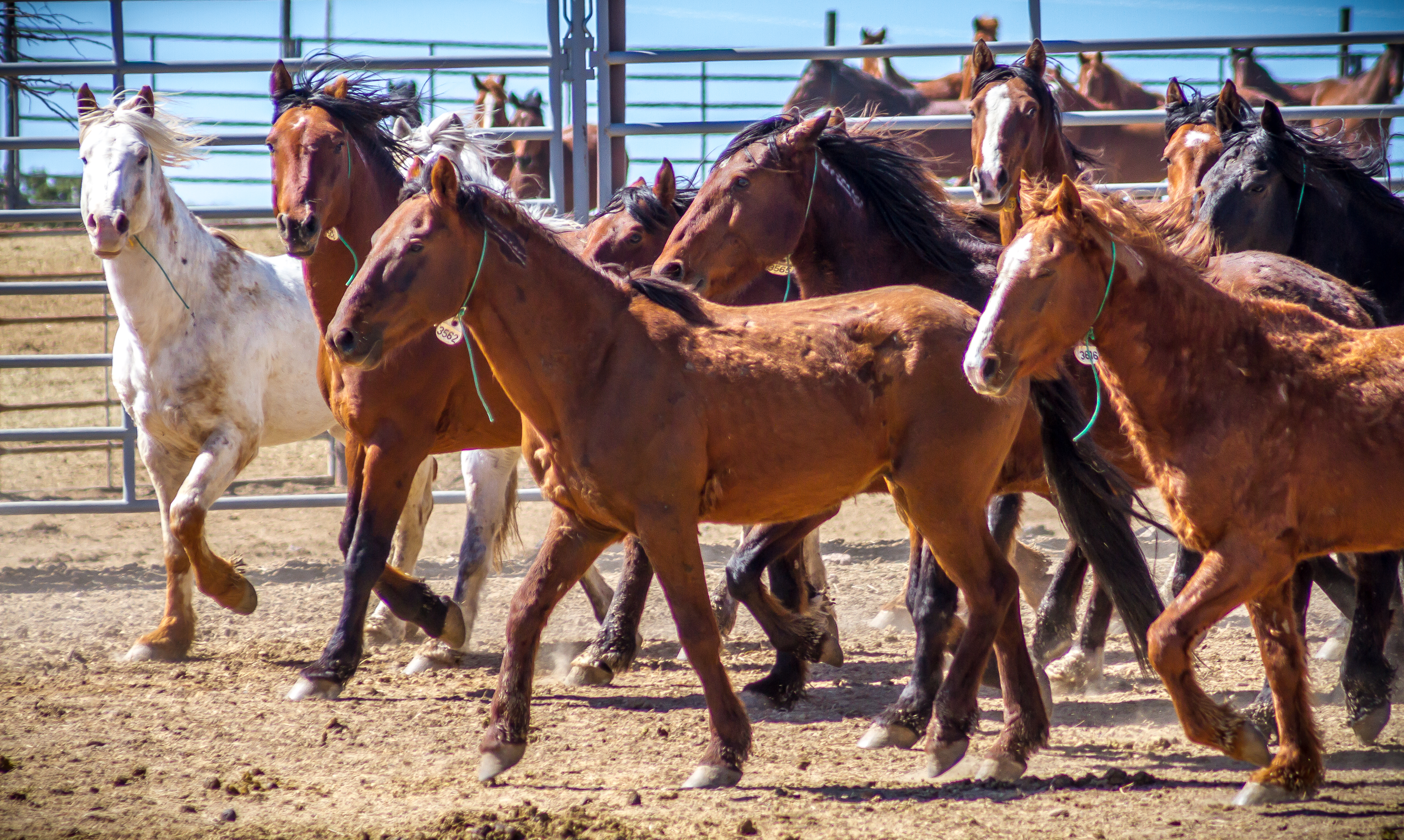 Wild horses at the Bureau of Land Management's corral in Hines, Ore., in 2017.