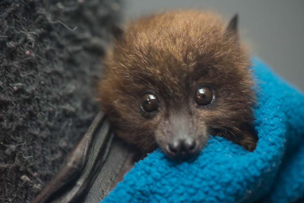 Bat baby being hand-reared using upside-down sock-mom at Oregon Zoo - OPB