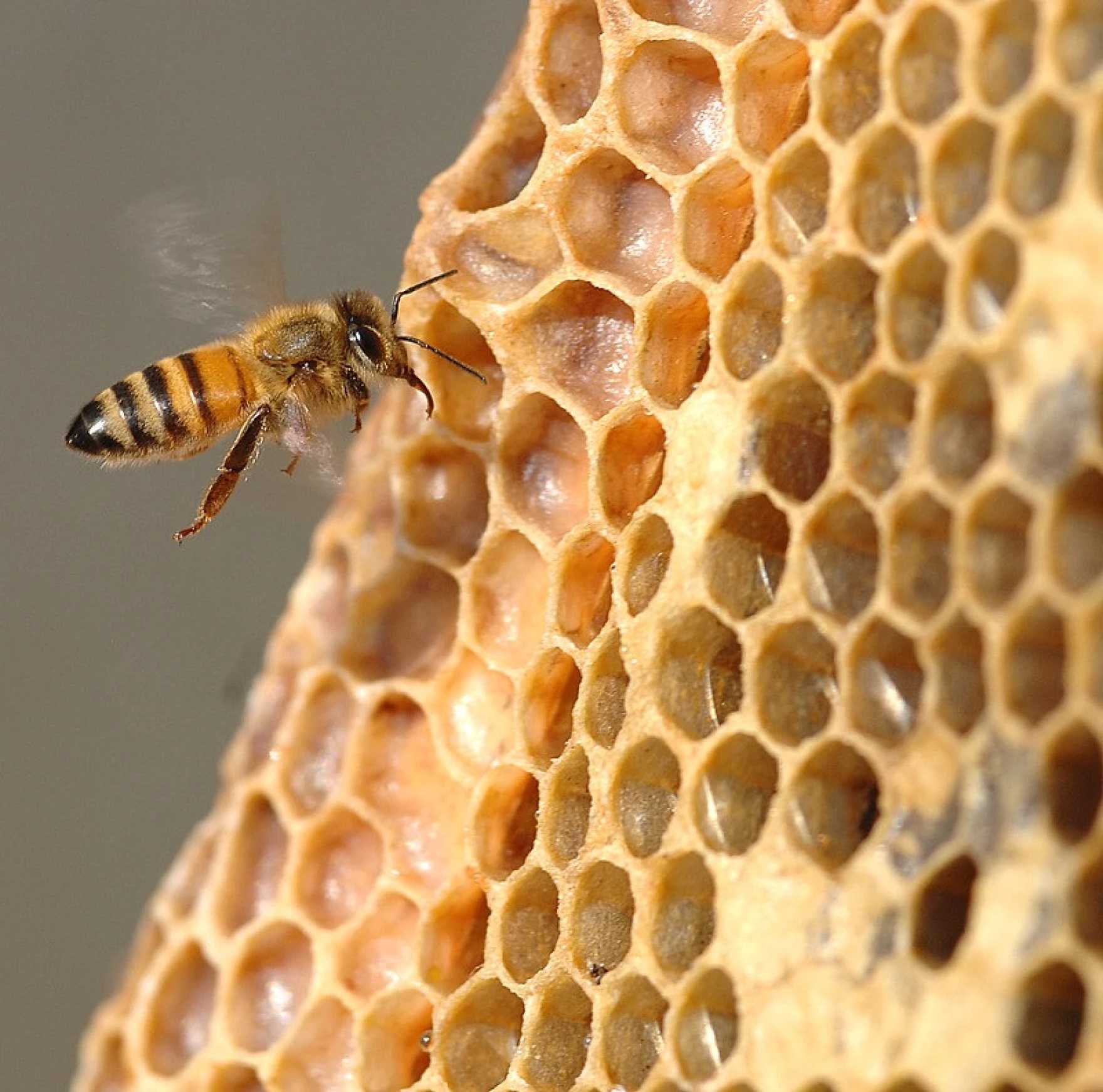 How to start beekeeping. Understanding bees, wasps - UCHealth Today
