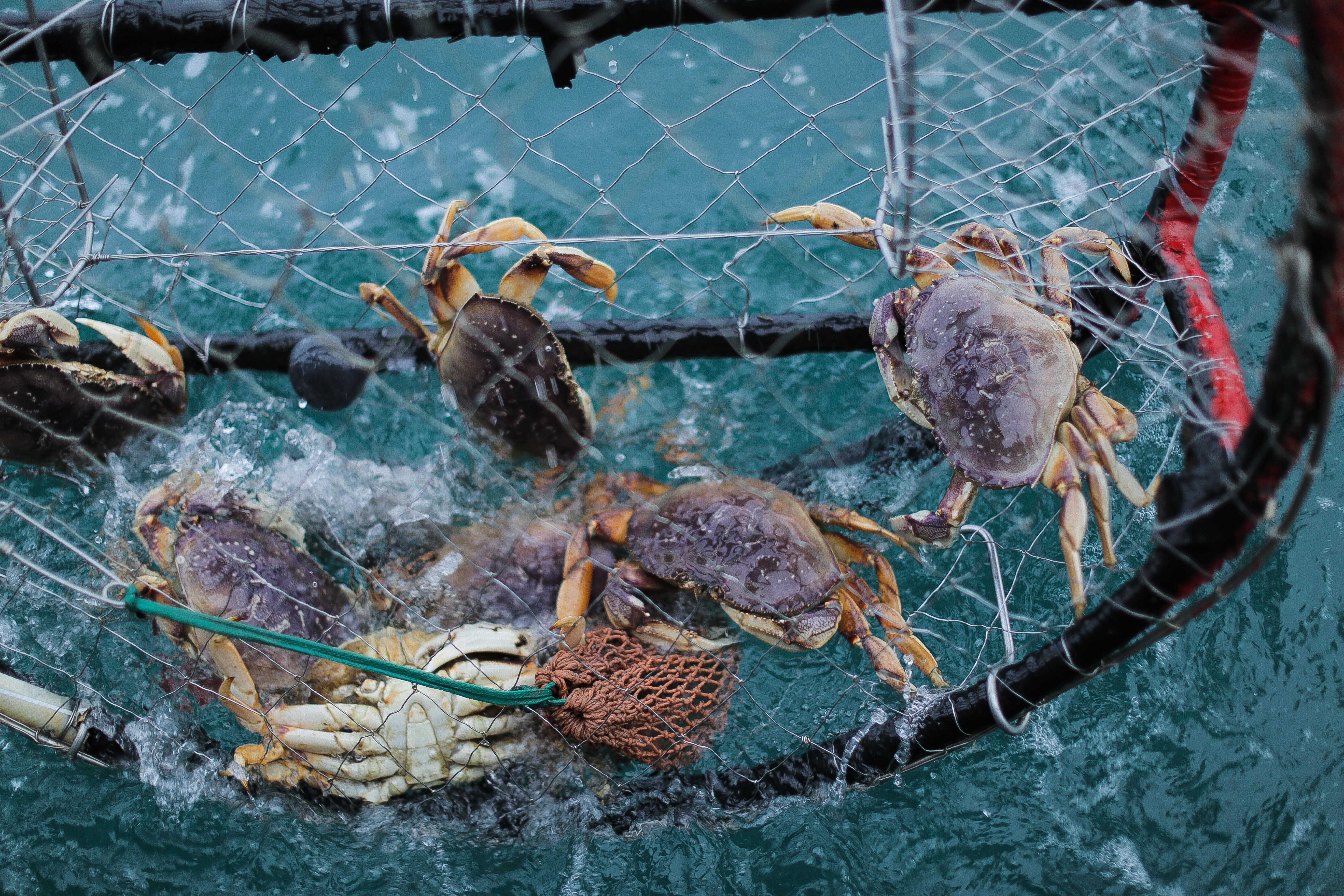 New Crab Pot Could Help Reduce Whale Entanglements - OPB