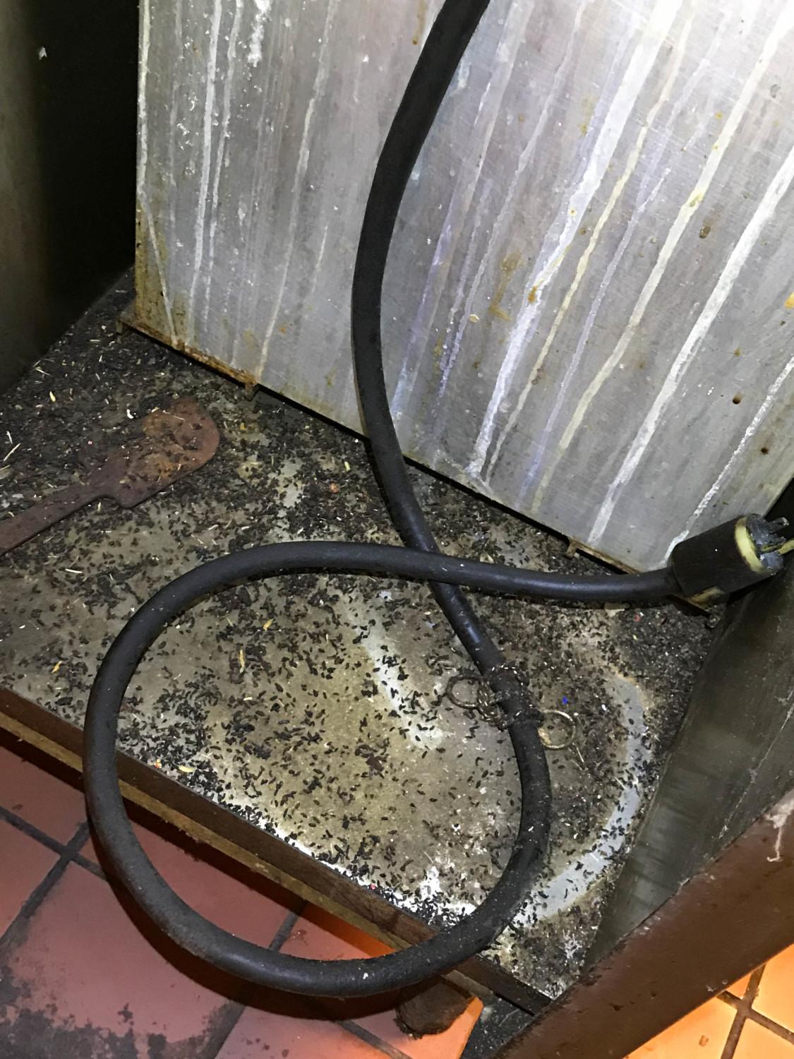 Rodent droppings accumulated underneath a piece of kitchen equipment at the Human Solutions Family Center.