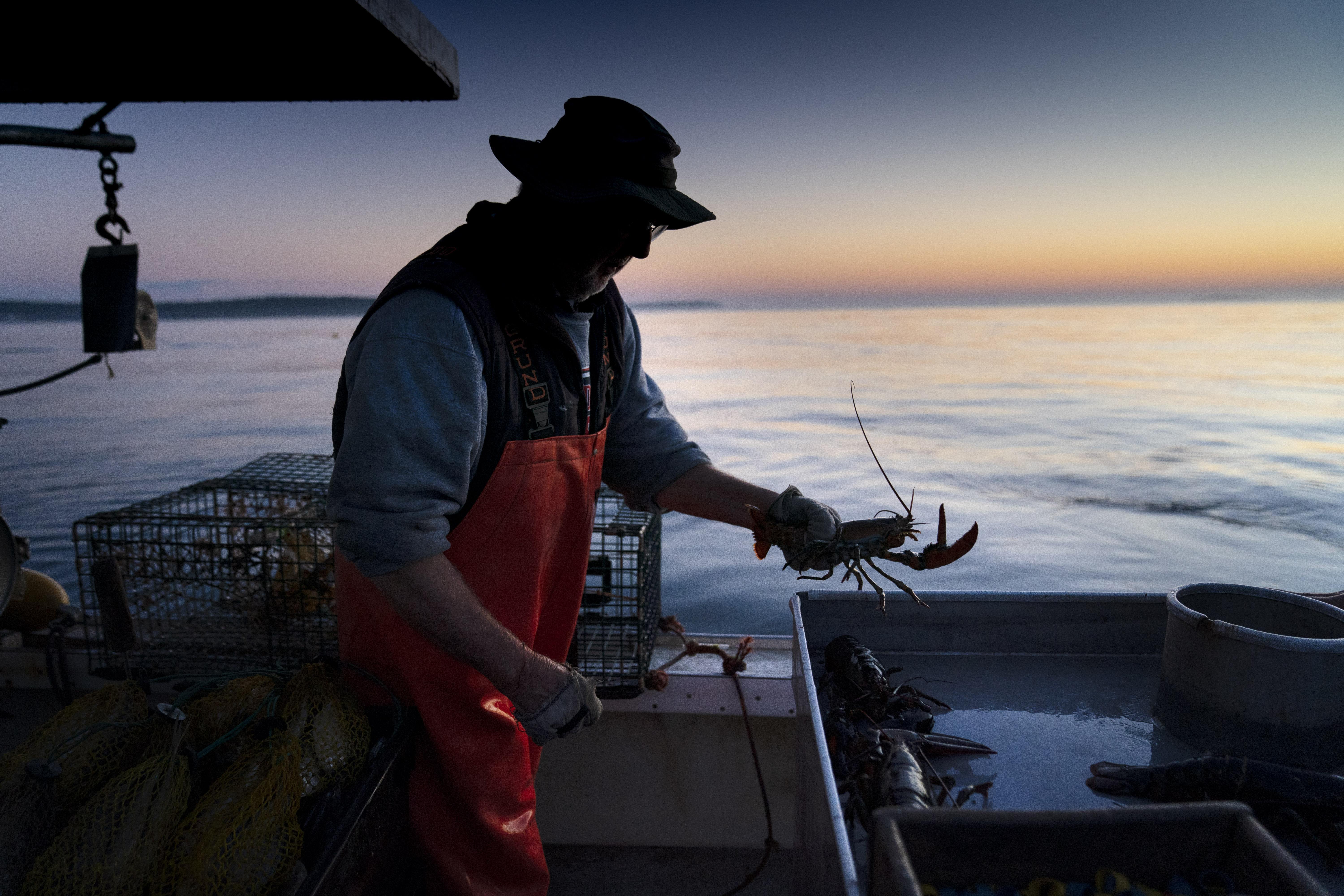 Lobster catch dips to lowest level since 2009 as fishers grapple with  climate change, whale rules - OPB