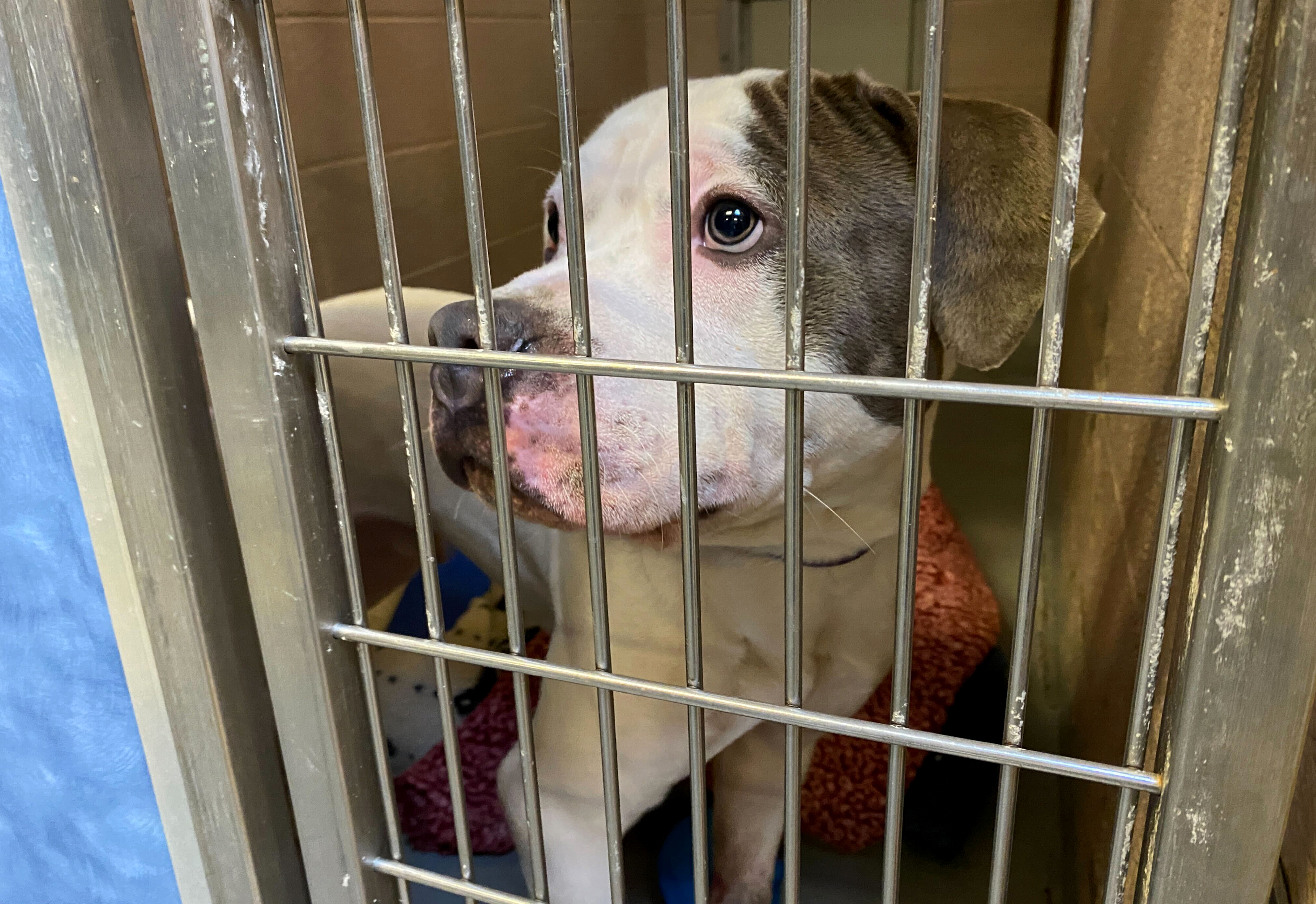 Eroded trust, pandemic pressures pave long road ahead for Multnomah County animal  shelter - OPB