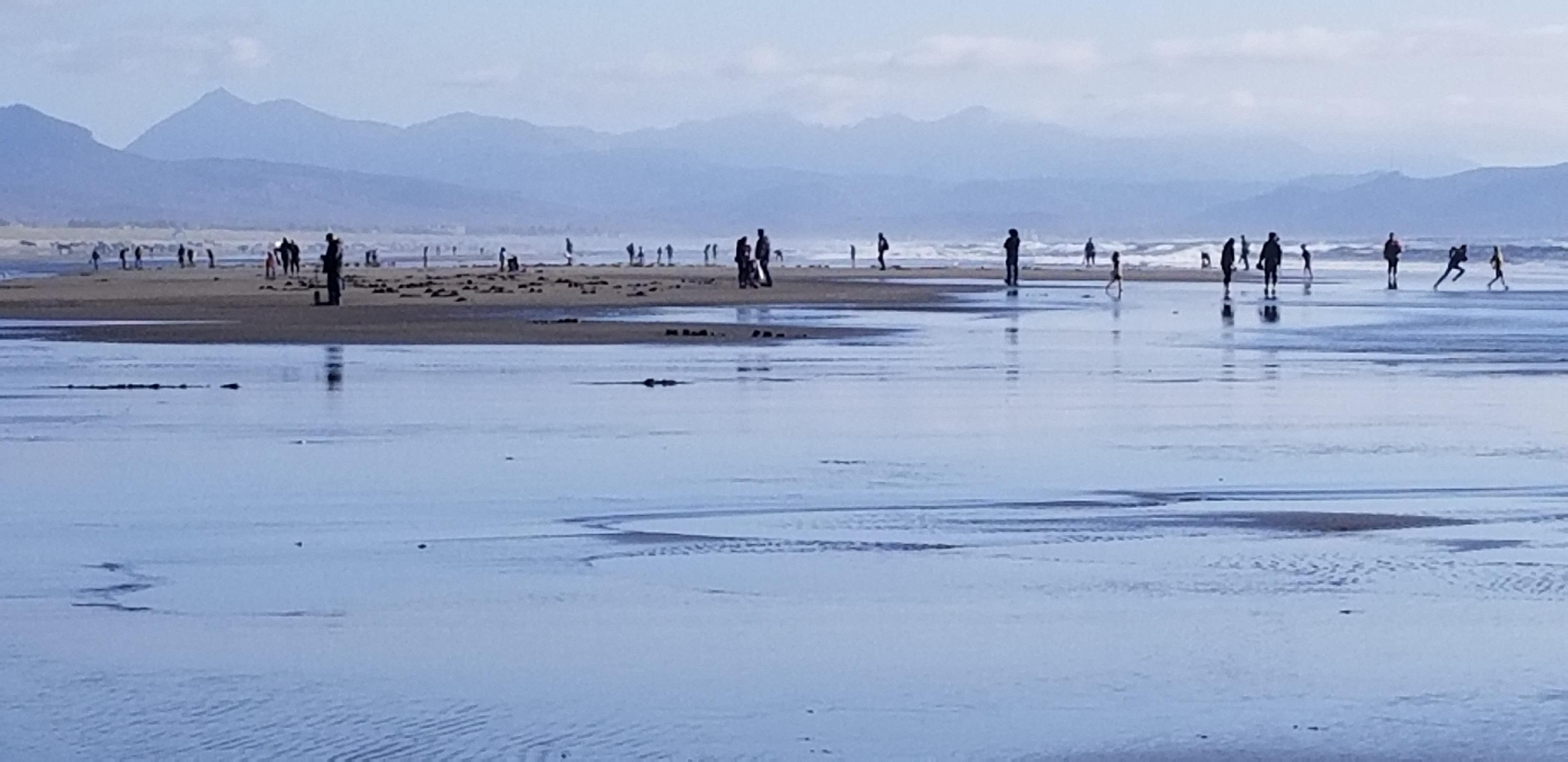 An expert explains what's next for washed-up whale on Oregon Coast - OPB