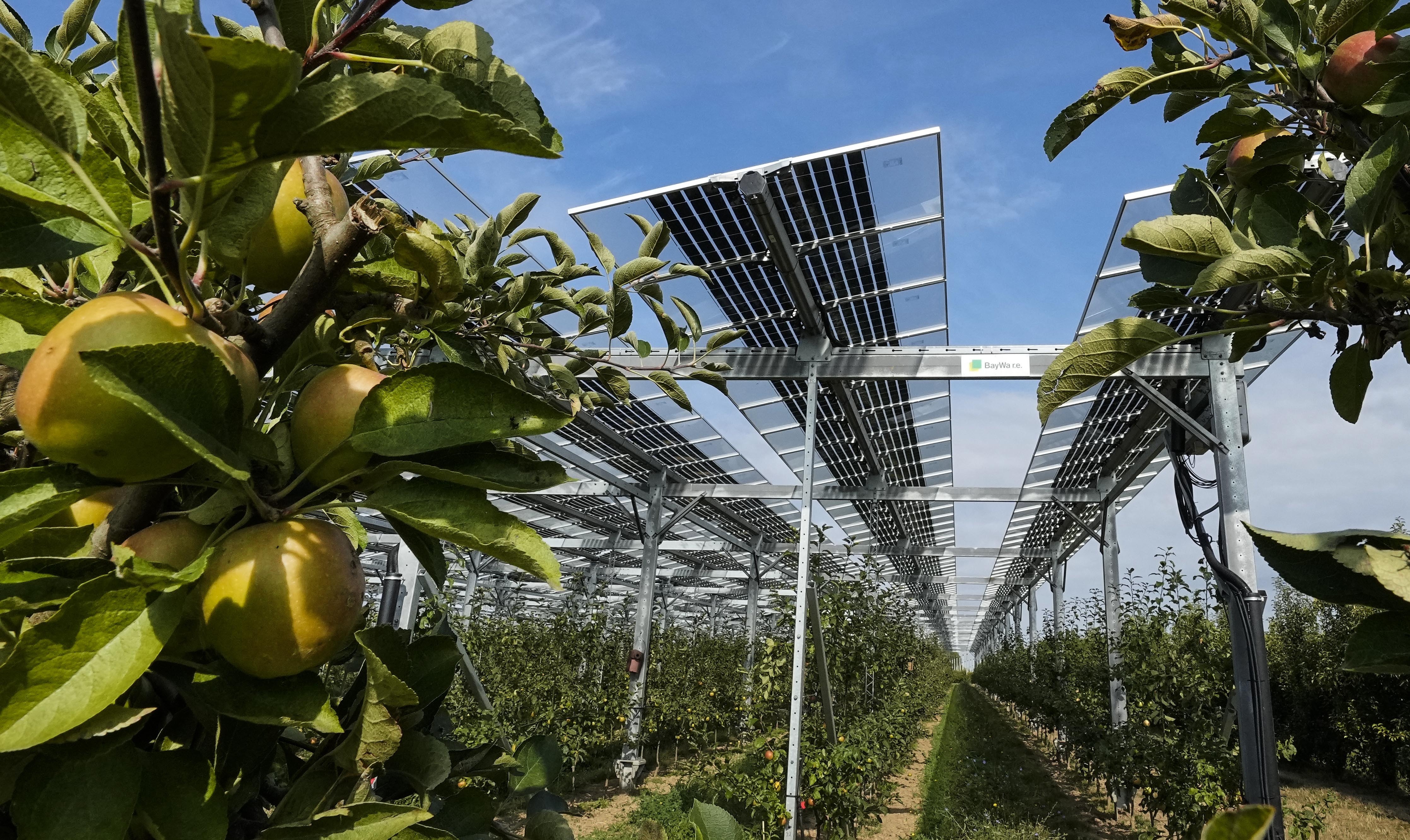 Special mounted solar panels are installed over a biological apple fruit tree plantation at an Agrivoltaics research project in Gelsdorf, western Germany, Tuesday, Aug. 30, 2022.