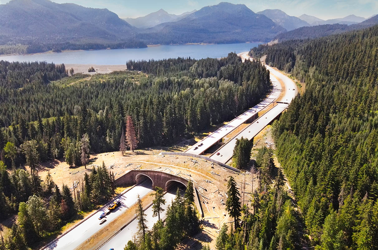 How wildlife bridges over highways make animals—and people—safer