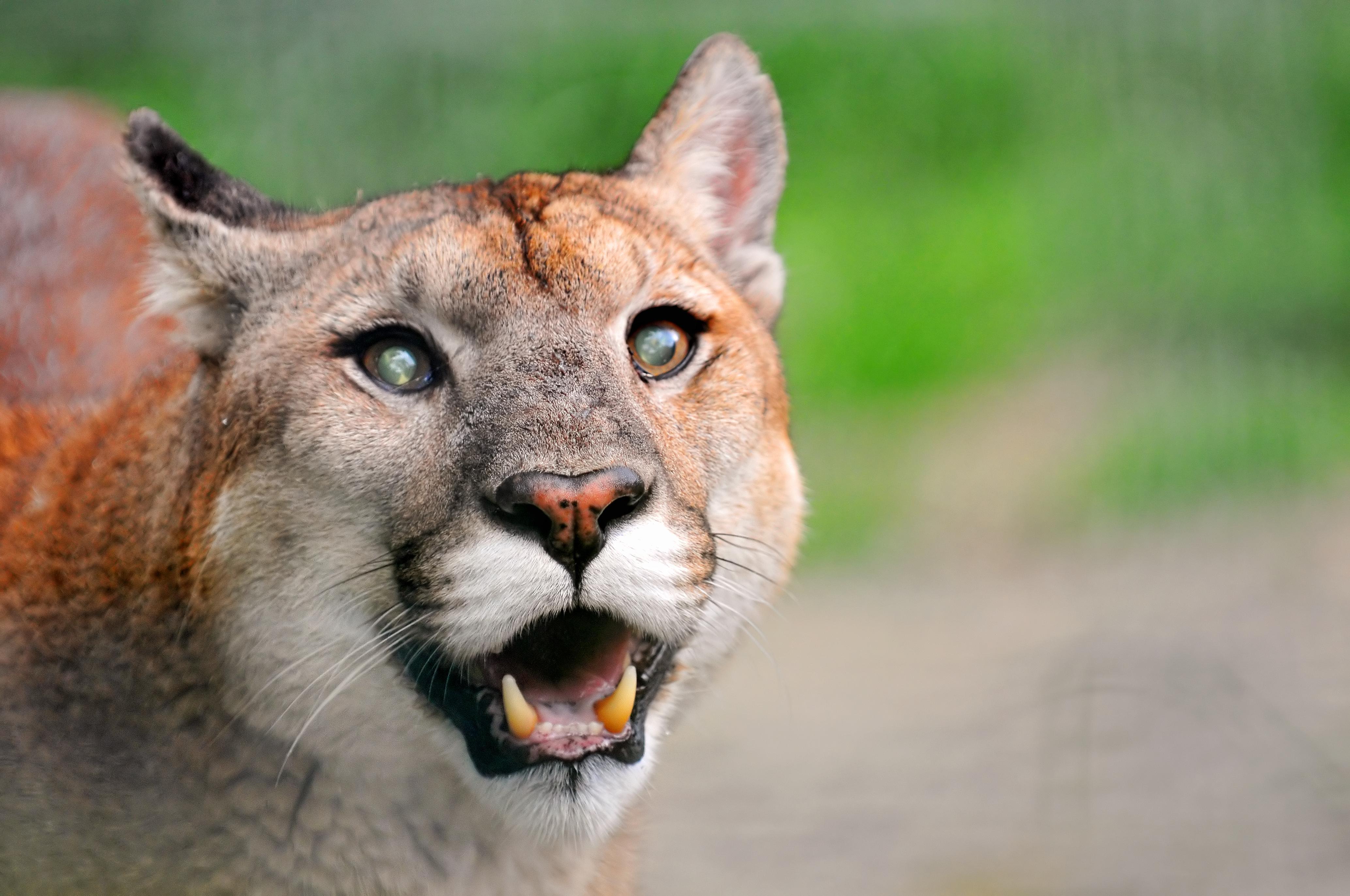 Evidence Does Not Support Hunting As A Way To Control Cougars: Study - OPB