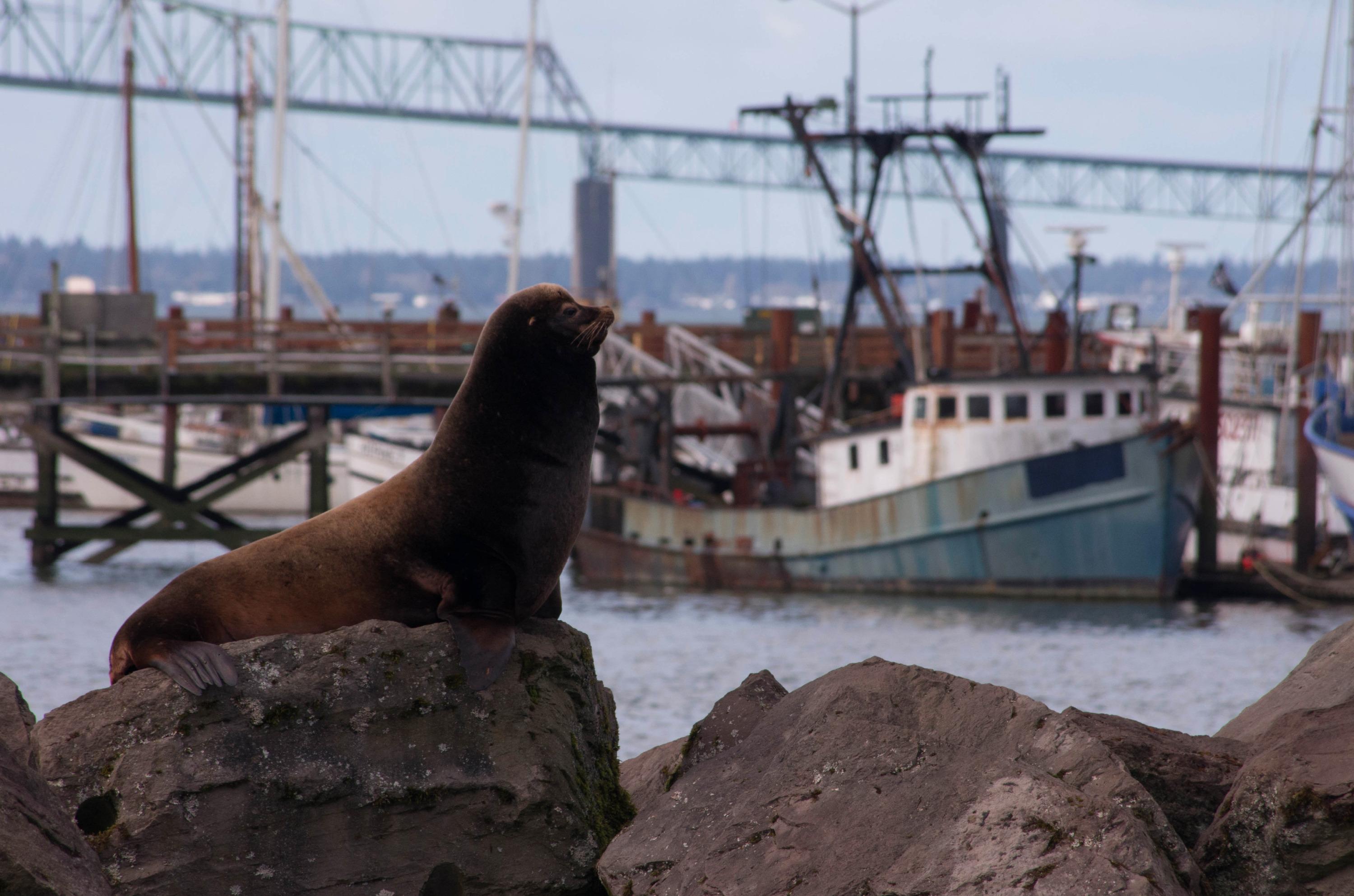 San Francisco's sea lions disappear; are they in Oregon? 