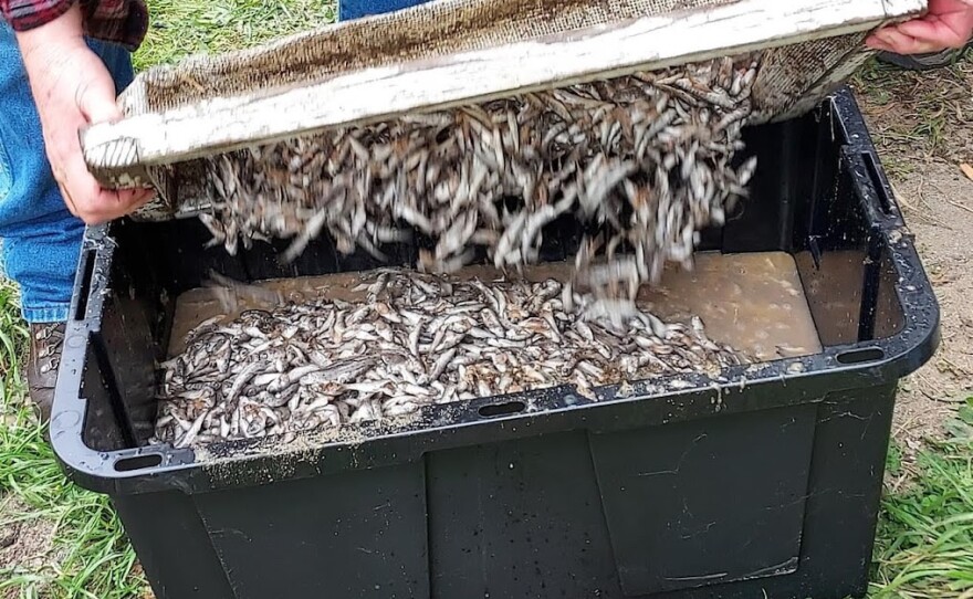 A staffer at the state fish hatchery in Reedsport pours dead pre-molt Chinook salmon into a container. Roughly 18,000 of the fish were recently killed after a 20-year-old man allegedly poured bleach into a holding tank at the facility.