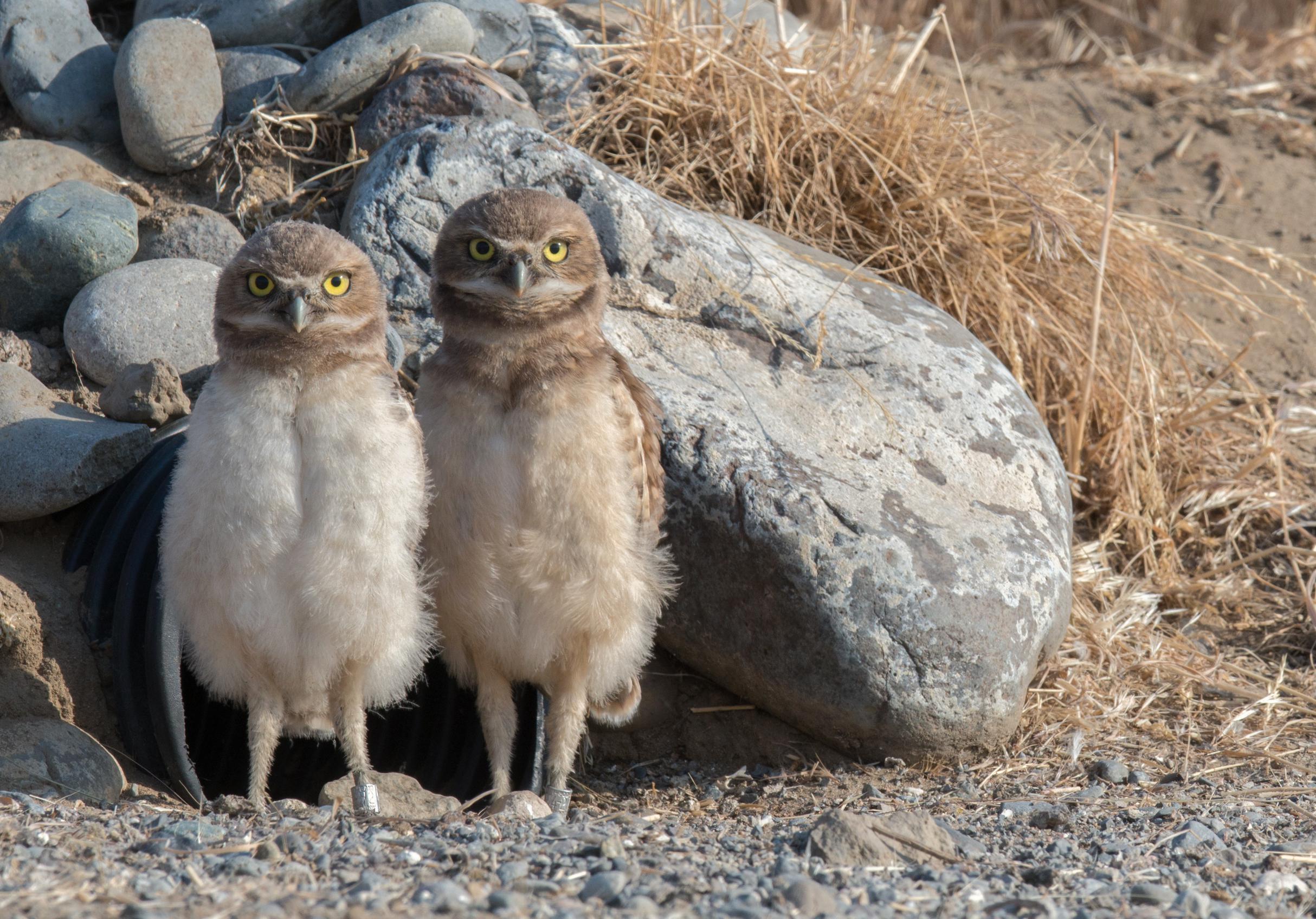Burrowing owls have taken up residence in David Johnson's DIY burrows