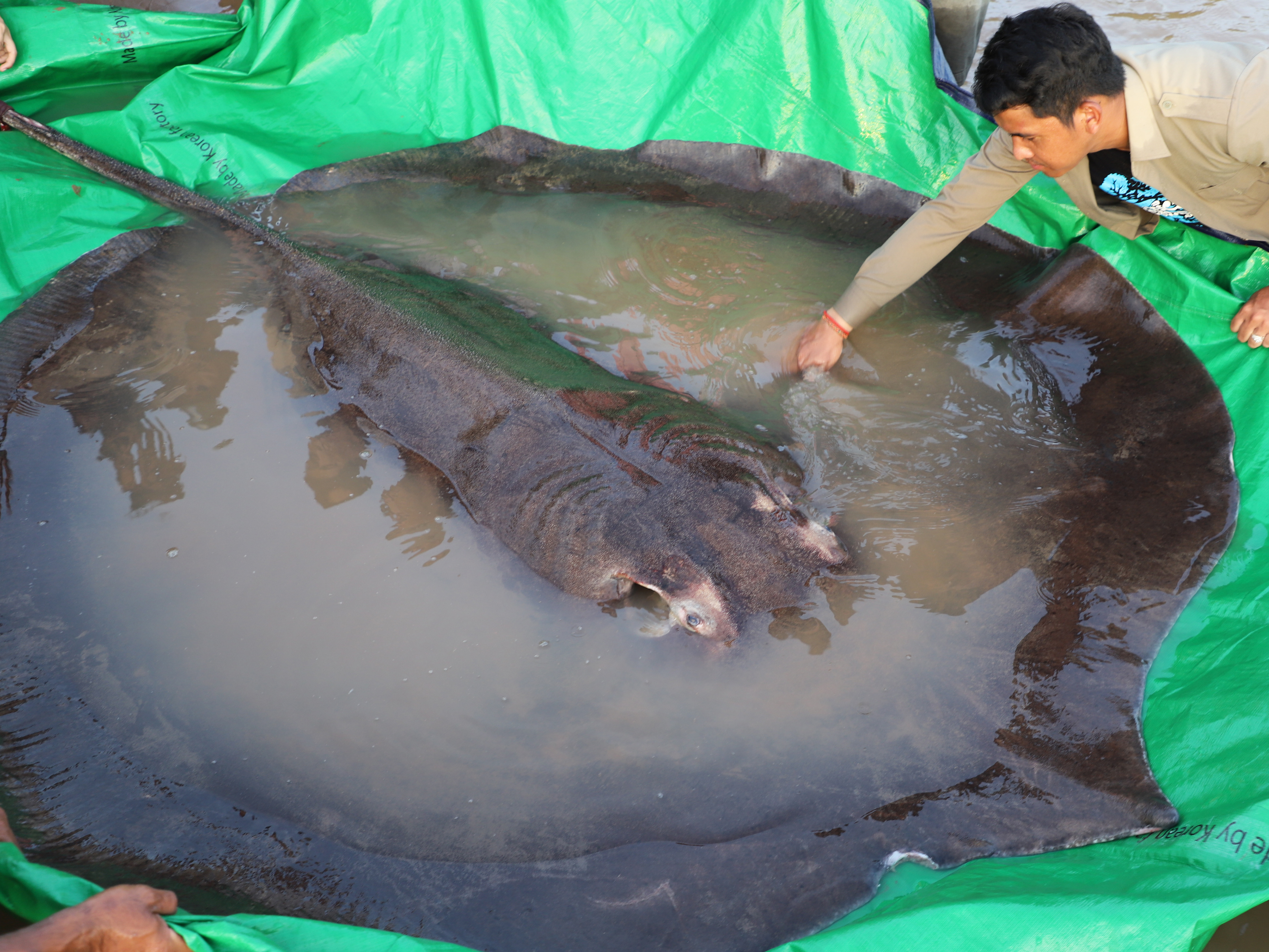 World's largest freshwater fish, almost 660 pounds, found in Cambodia - OPB