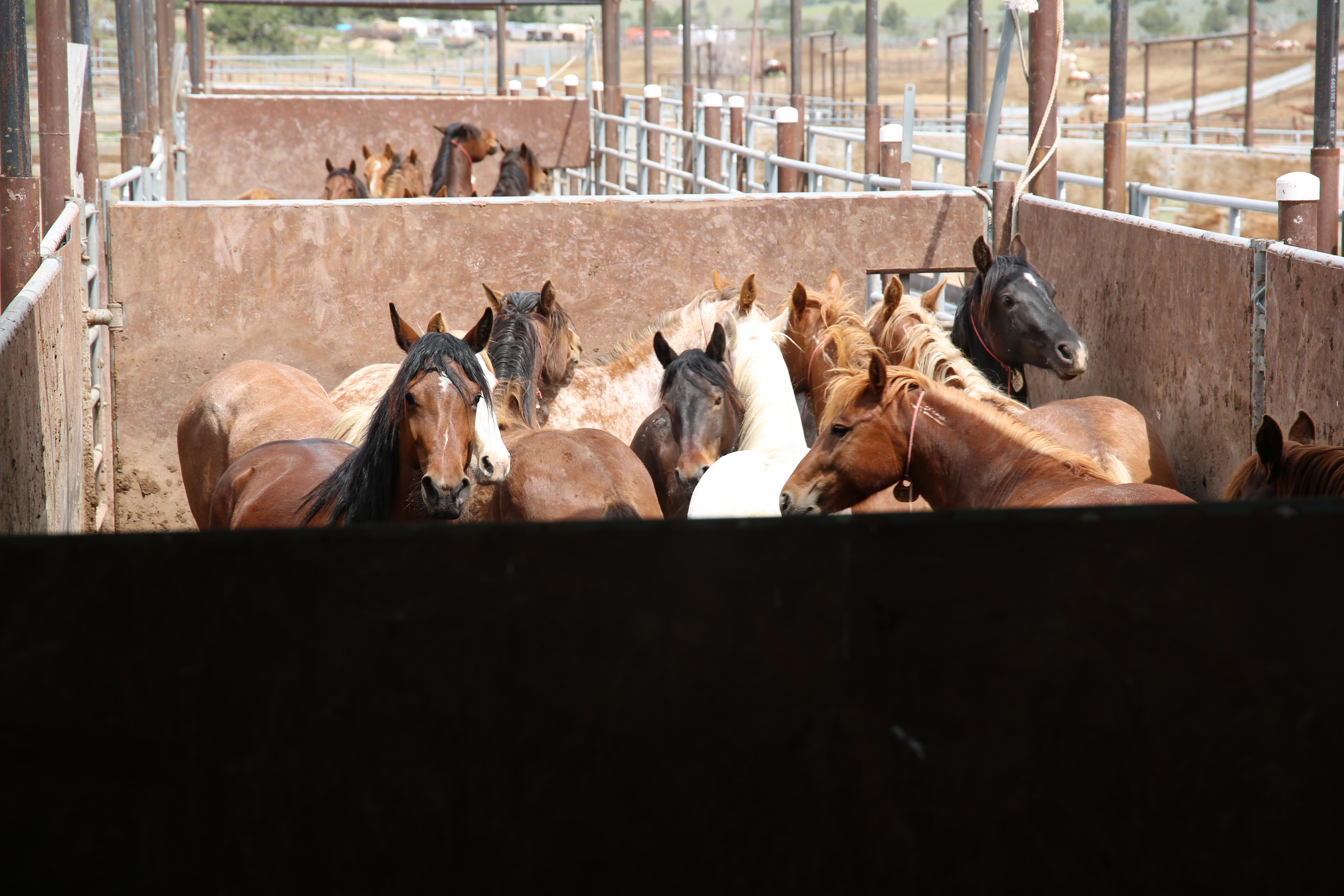 Horses at a BLM corral and adoption center near Hines, Ore., on May 29, 2019.