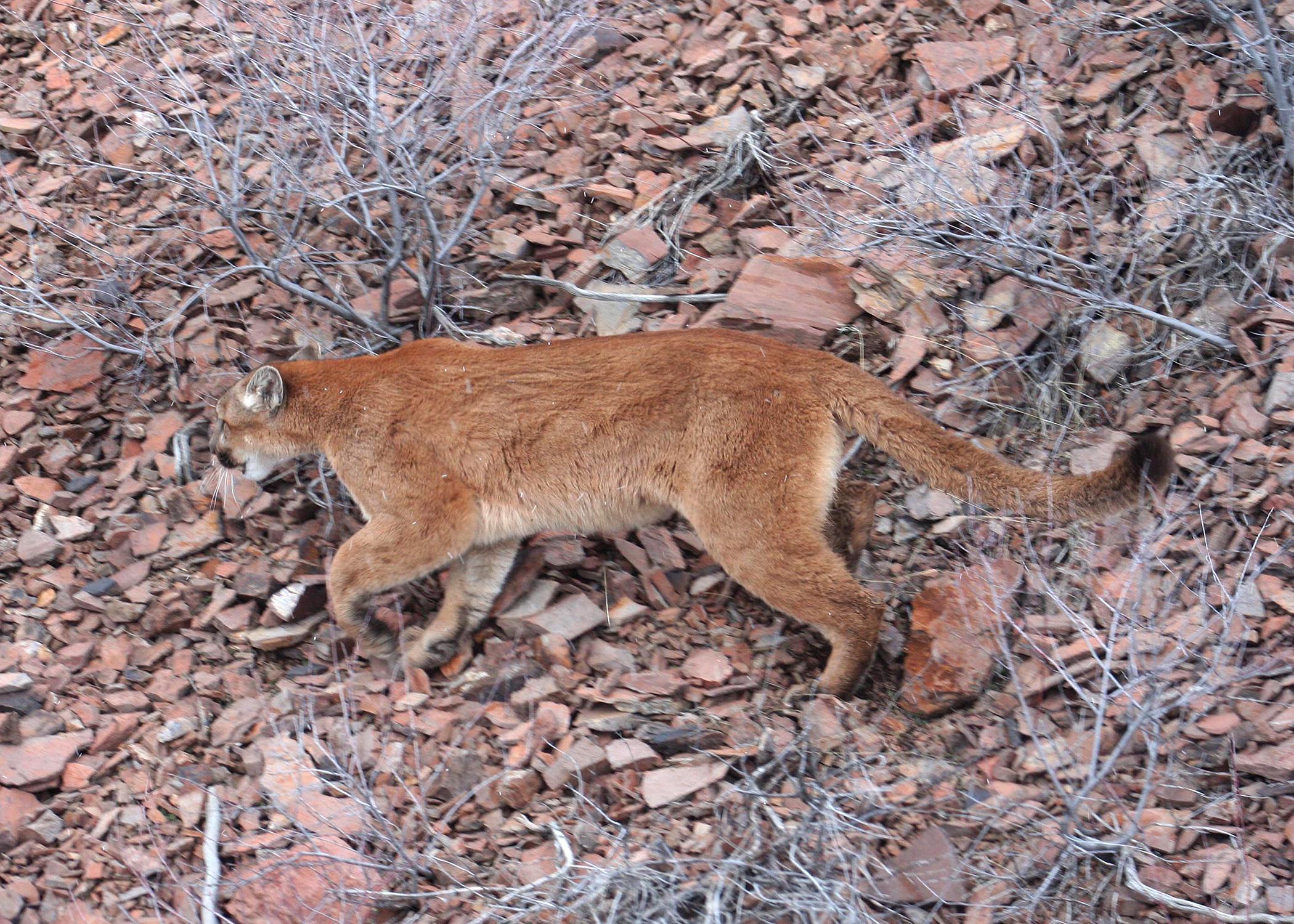 Long Odds Confront Those Hunting Cougar That Killed Oregon Hiker - OPB