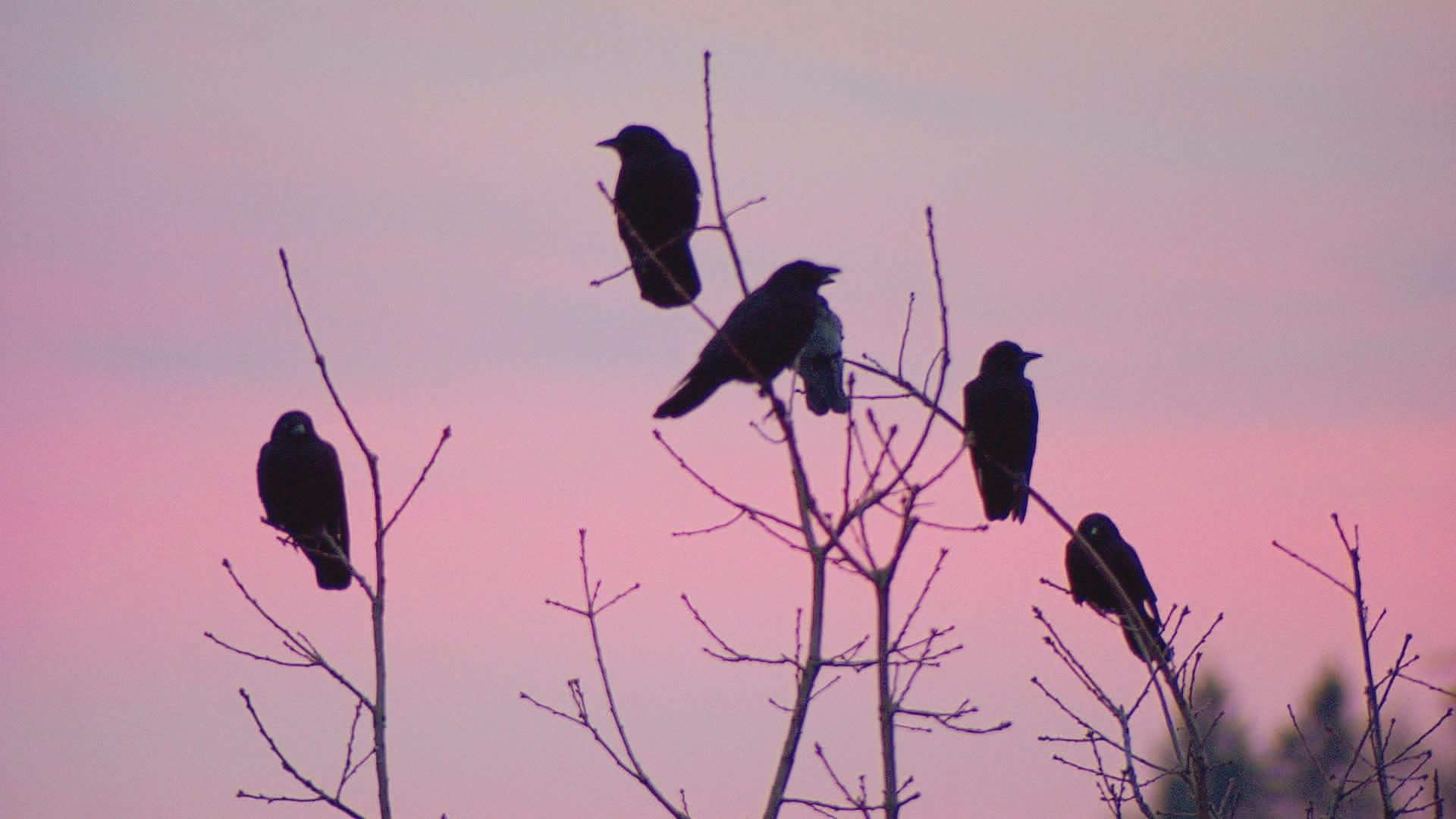 Urban Falconry: A Very Portland Solution - OPB