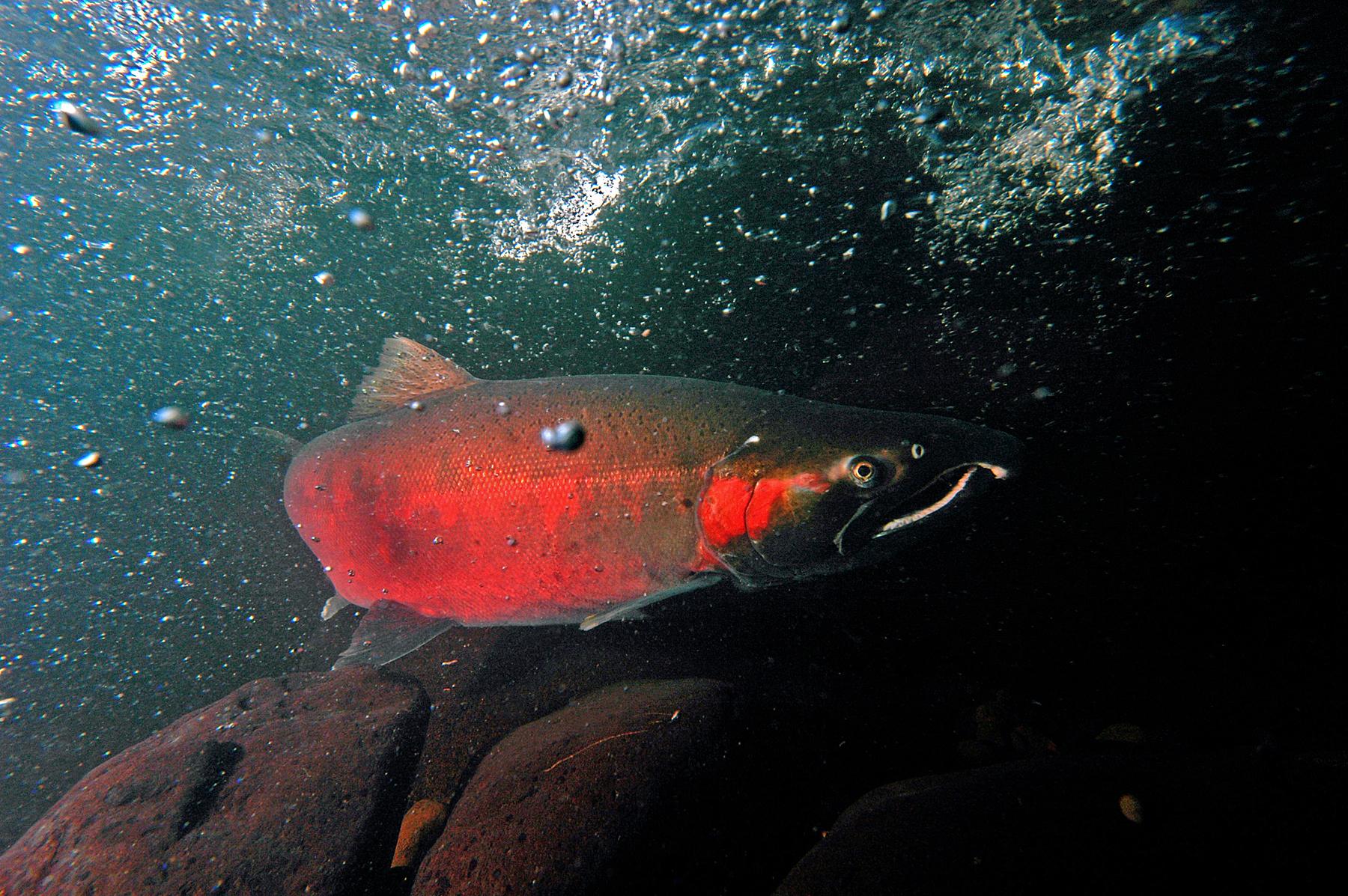 Salmon group blames climate change for fishing closures on parts