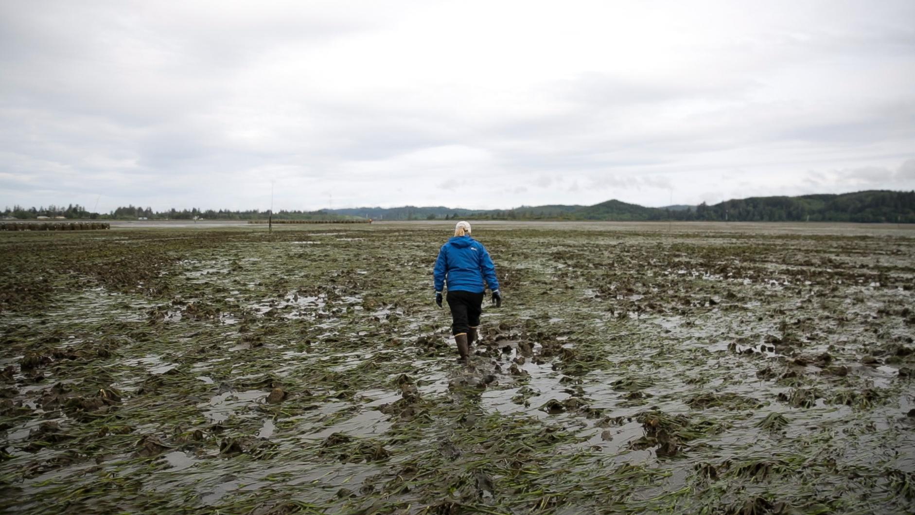 Kathleen Nisbet-Moncy walks across a healthy bed of oysters in Willapa Bay, Wash.