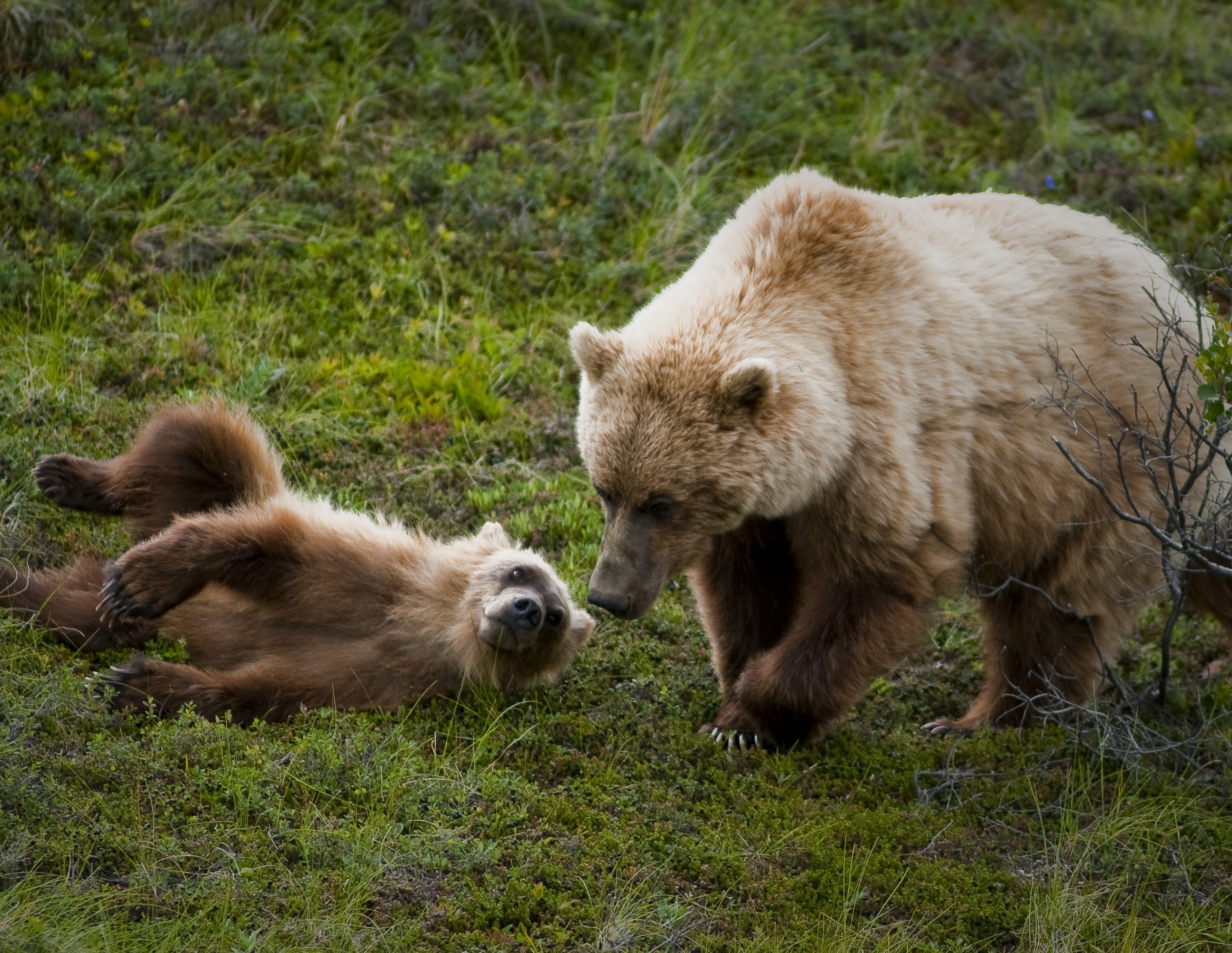 Upper Skagit tribal leaders support bringing grizzly bears to ...