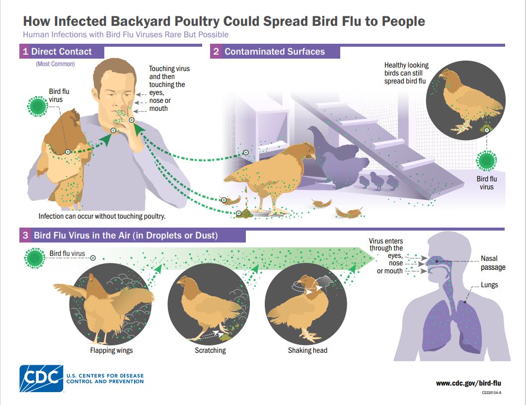 Suspected Bird Flu Detected in Cats That Consumed Recalled Raw Milk in LA County – Pasadena Now