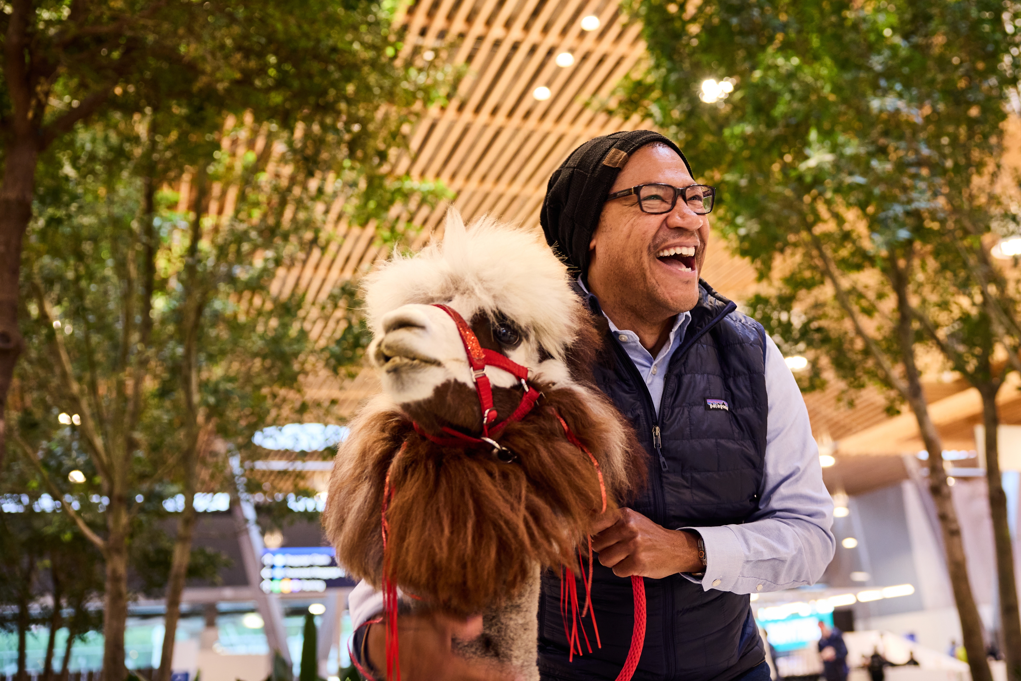 Anxious at the Portland airport? Beni the Llama is here for you
