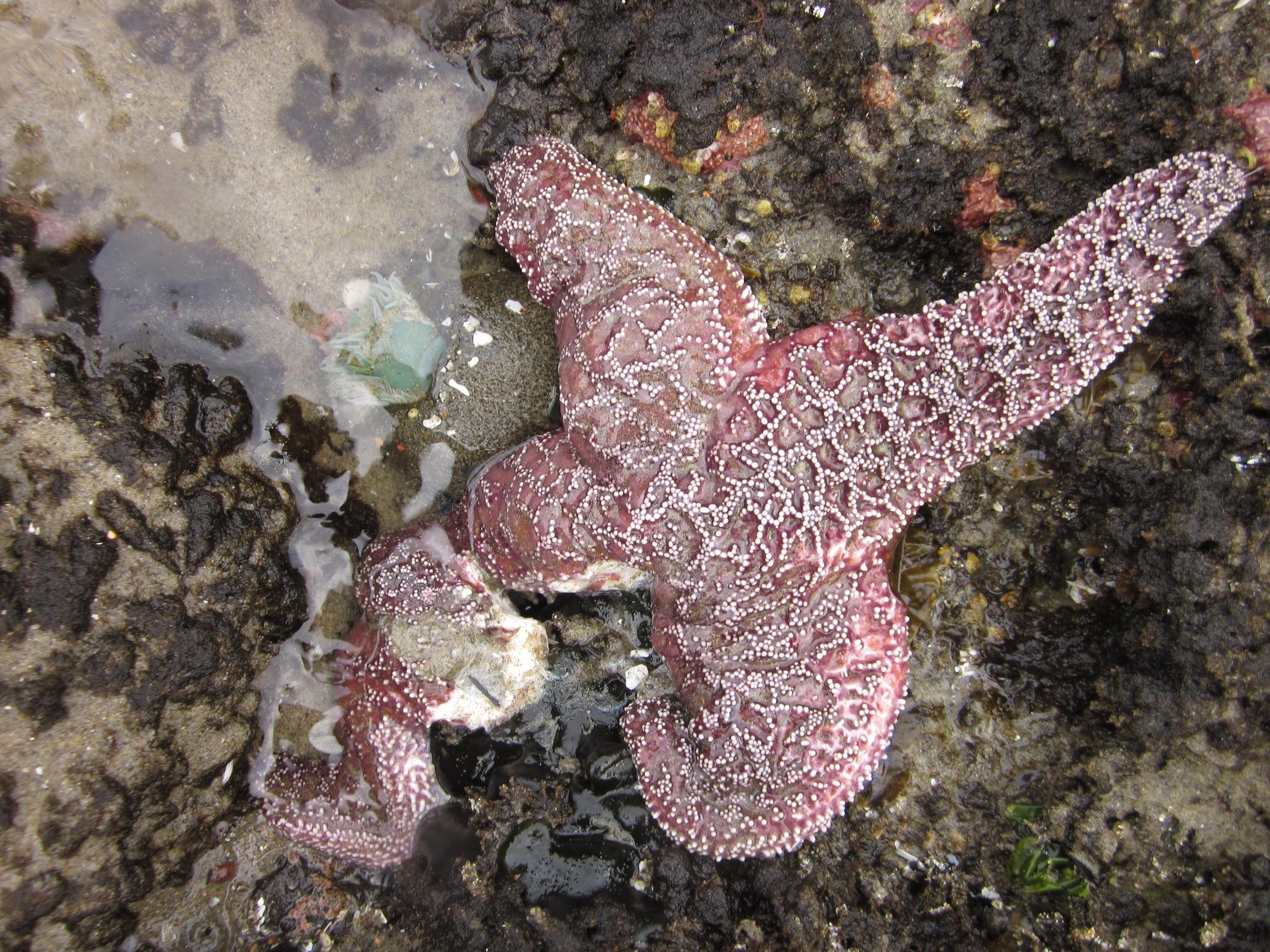 Oregon researchers develop new treatment for endangered sea stars