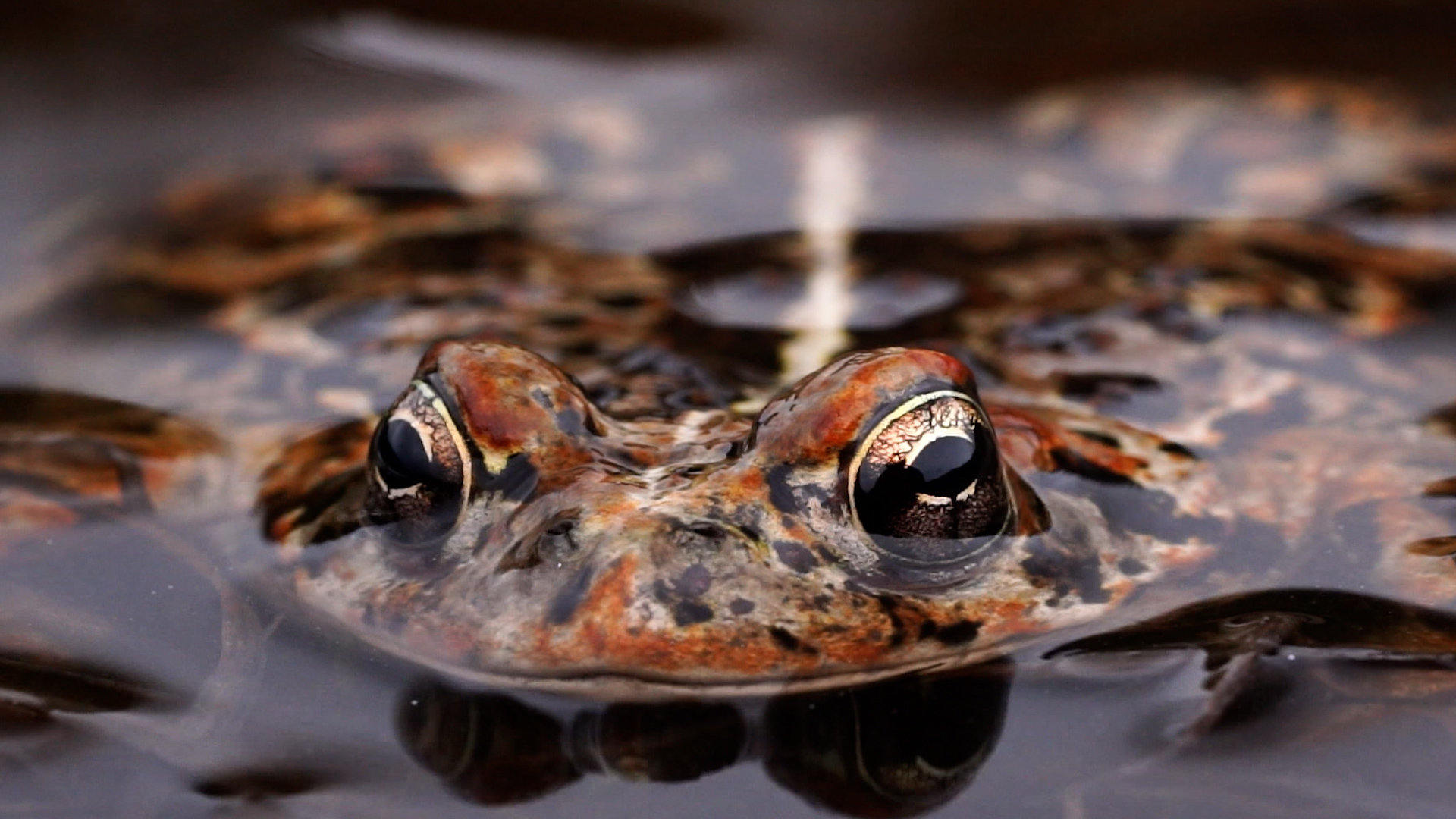 A male Western toad lays in wait for a female in order to mate in a high Cascade lake. June 2020