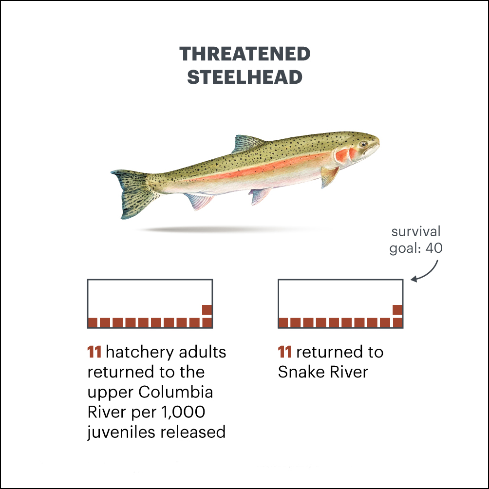 Note: Survival rates of two threatened populations of steelhead trout released from hatcheries between 2014 and 2018, the most recent years for which complete data is available. Source: Columbia Basin Research estimate. Source photo by John R. McMillan.