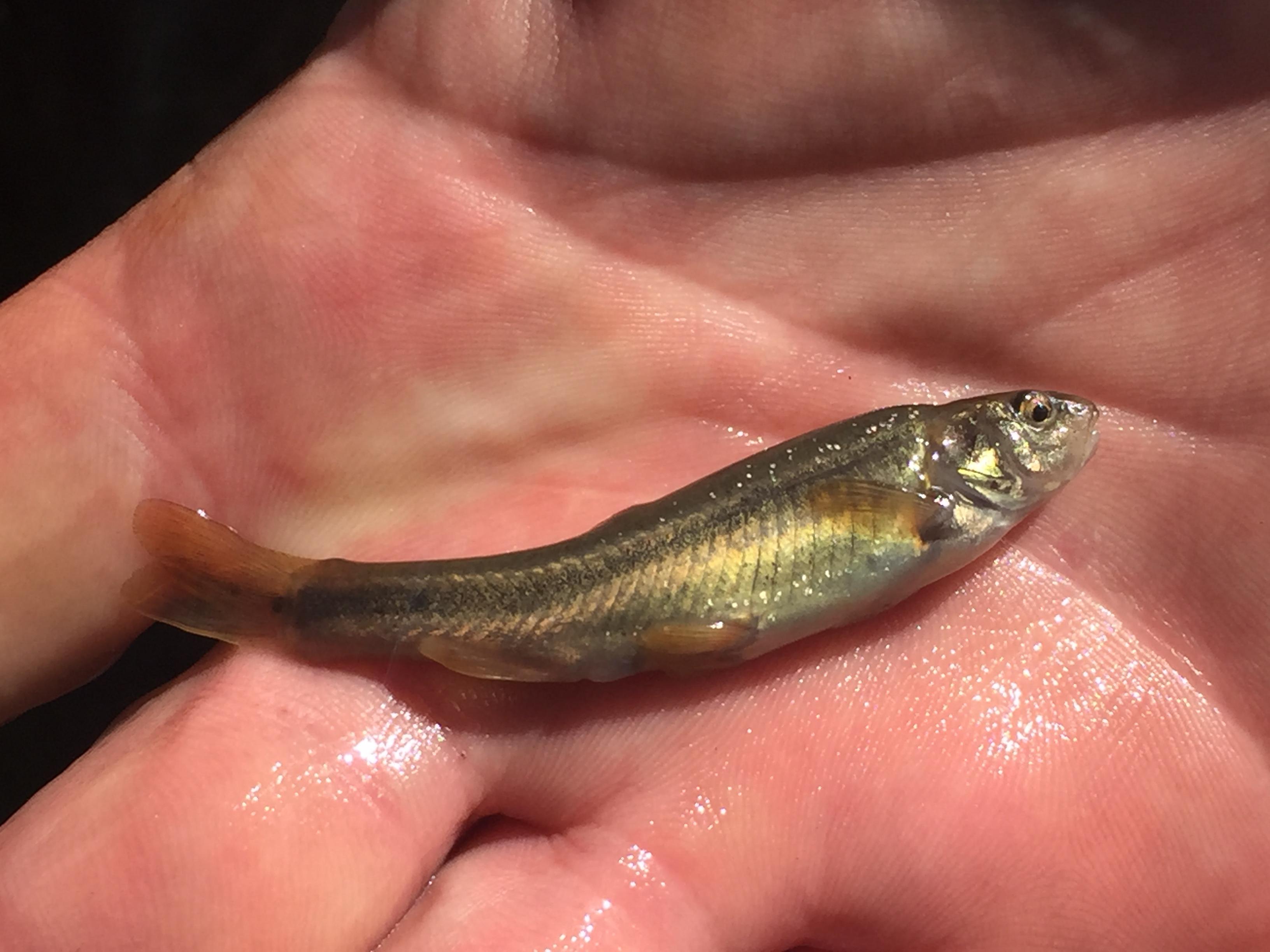 Eastern Oregon Minnow Removed From The Endangered Species List - OPB