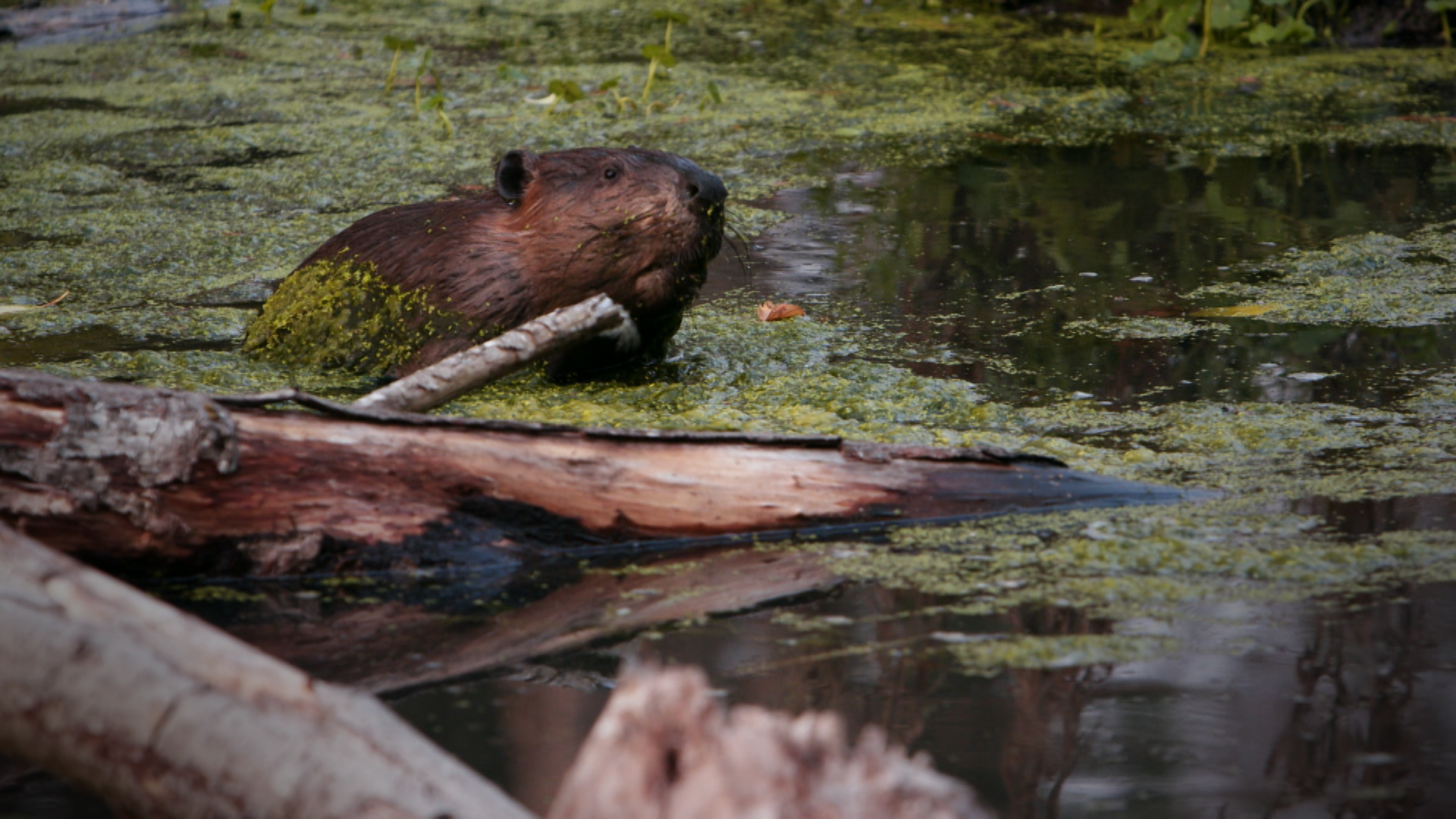 Beavers could help replace artificial dams being decommissioned in B.C.  watersheds