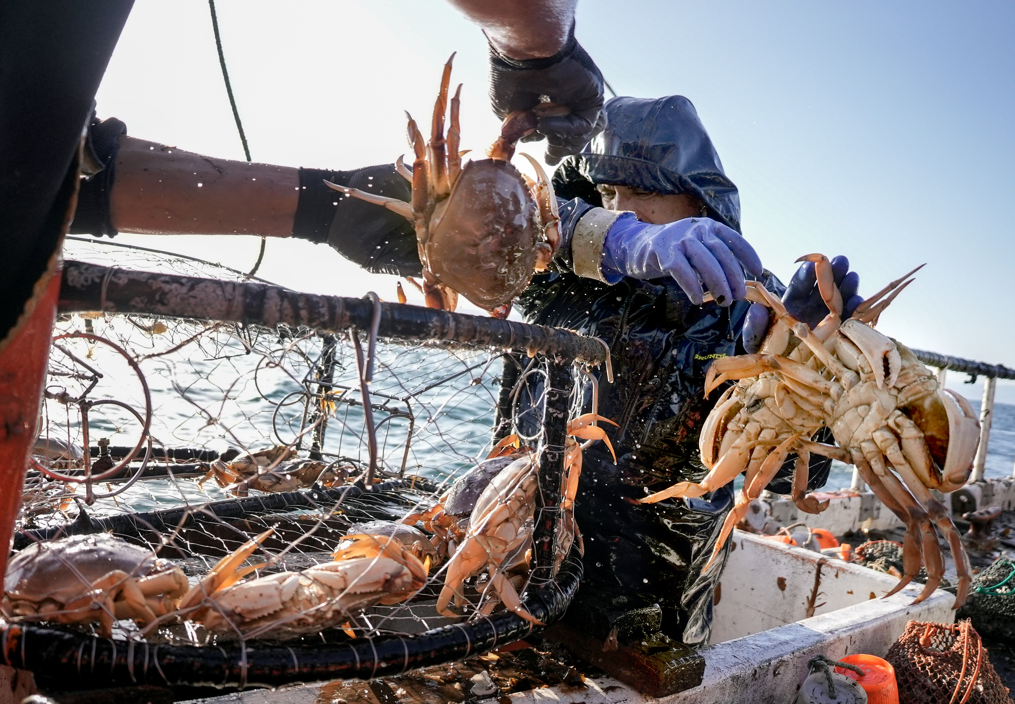 After a six-week delay, Oregon's commercial Dungeness crabbing season is  now open - OPB