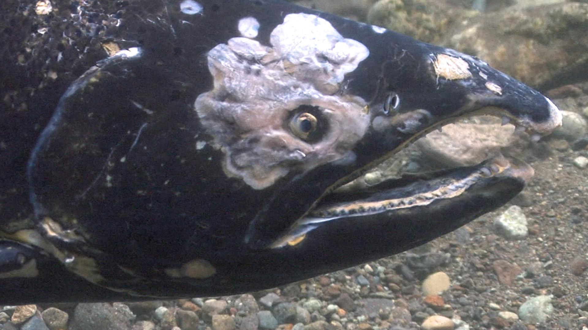 First time in more than a generation, Chinook salmon spawn in upper Columbia  River - OPB