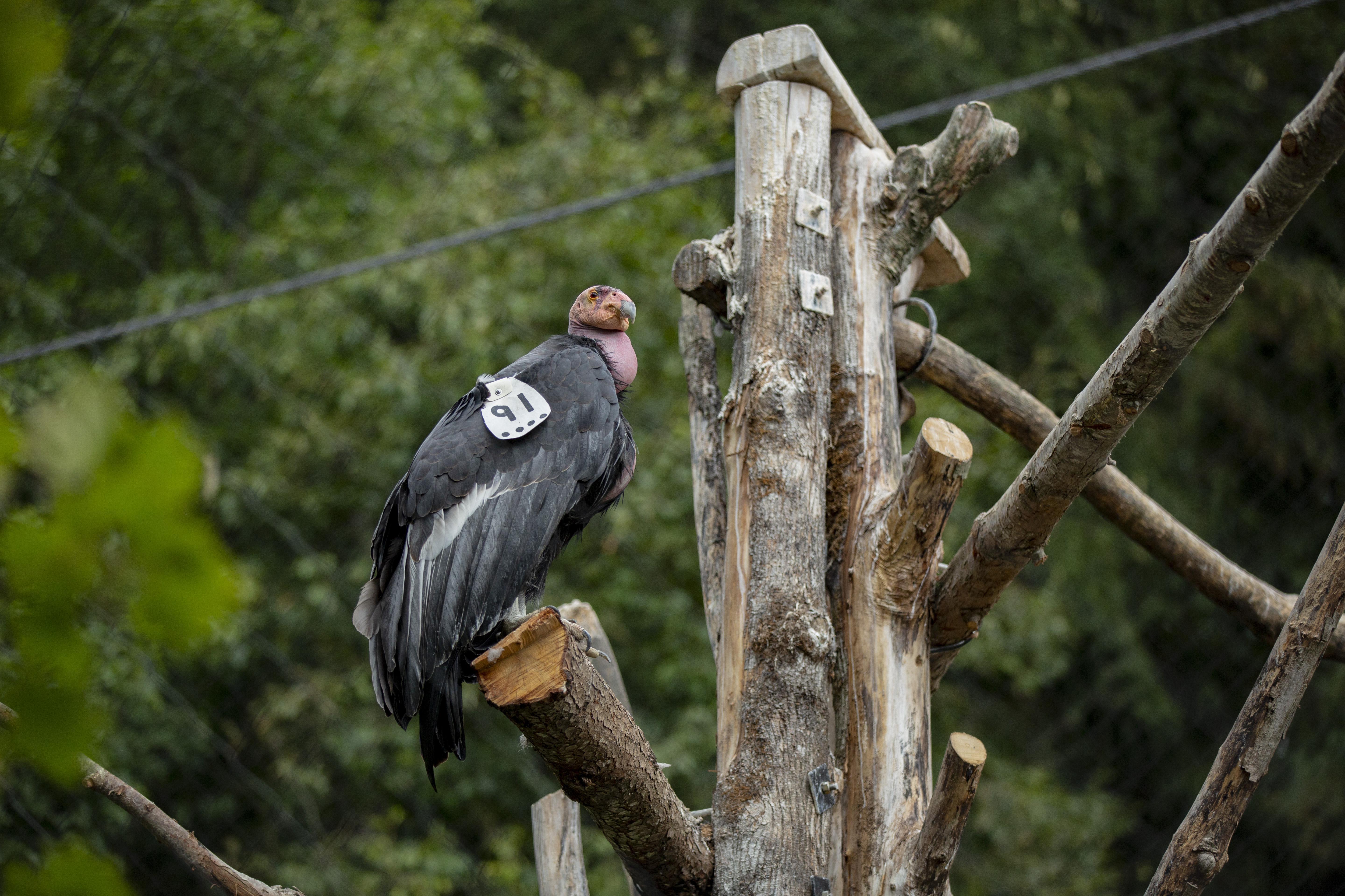 Condor No. 91, Kaweah, is one of the three California condors on exhibit at the Oregon Zoo. 