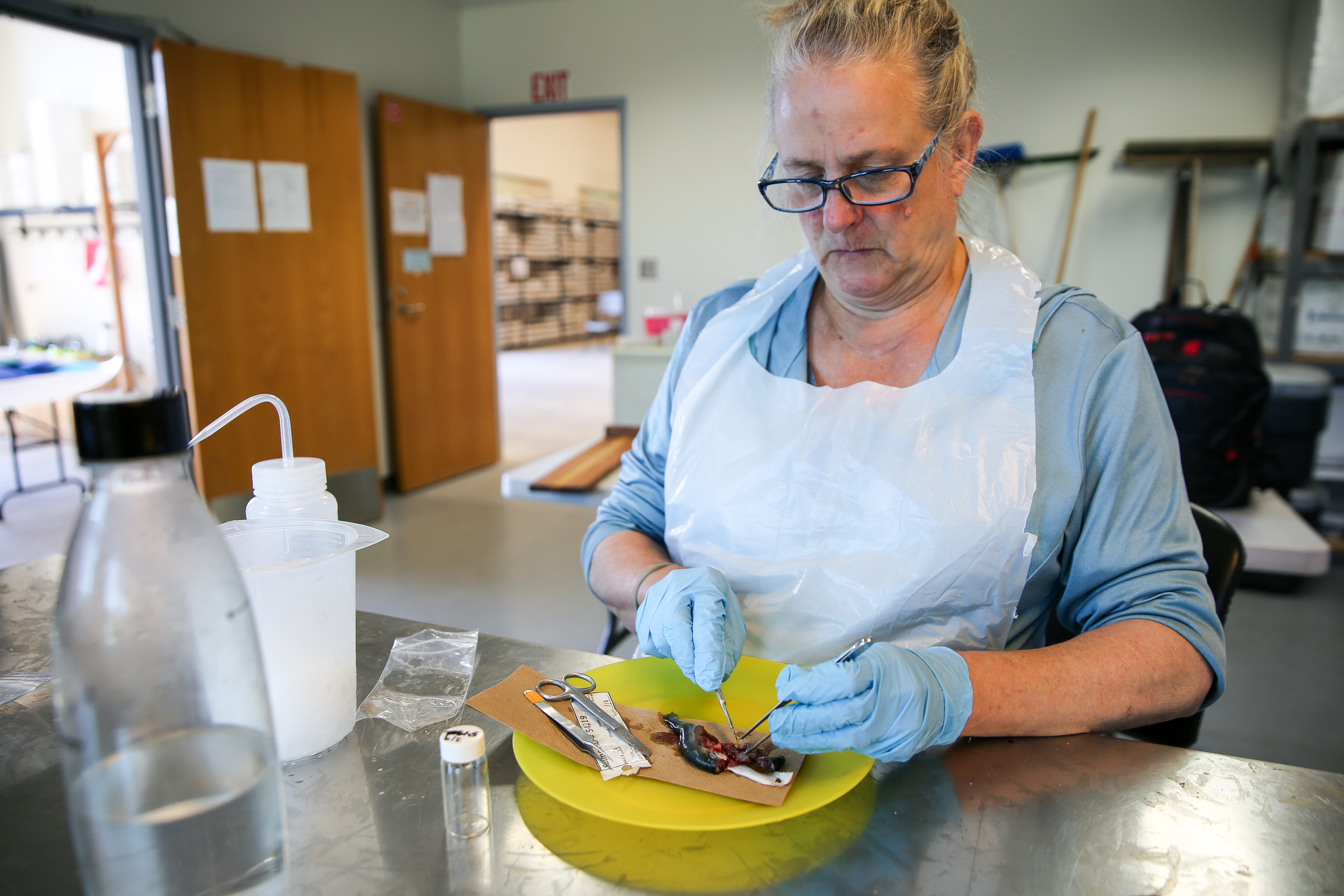 Cheryl Morgan, the principal investigator for OSU on the fish necropsy, looks for the tag in the head of a juvenile coho salmon in Newport, Oregon, on July 29, 2026