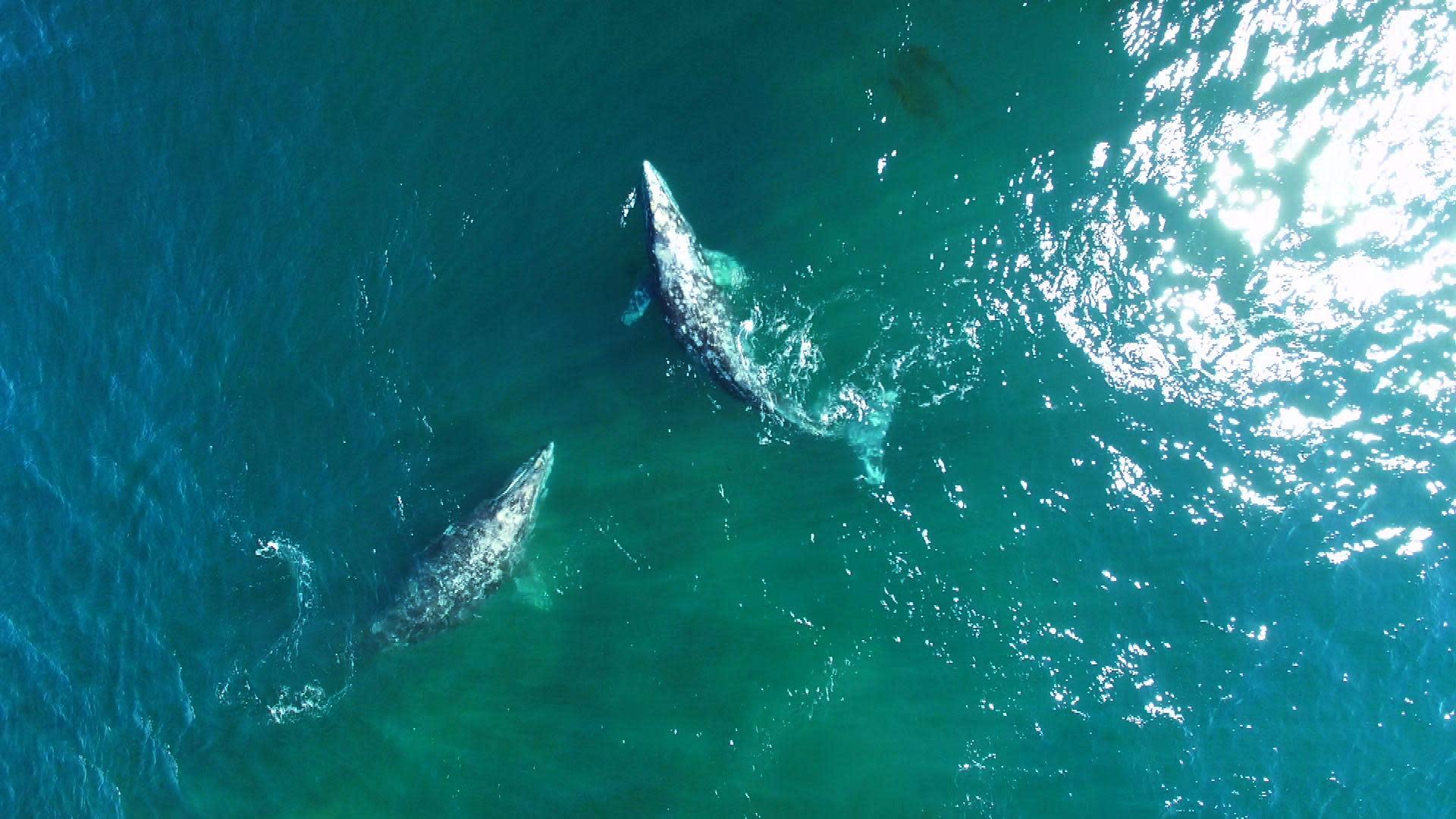 Sperm whale beached in Oregon killed by ship, feds find