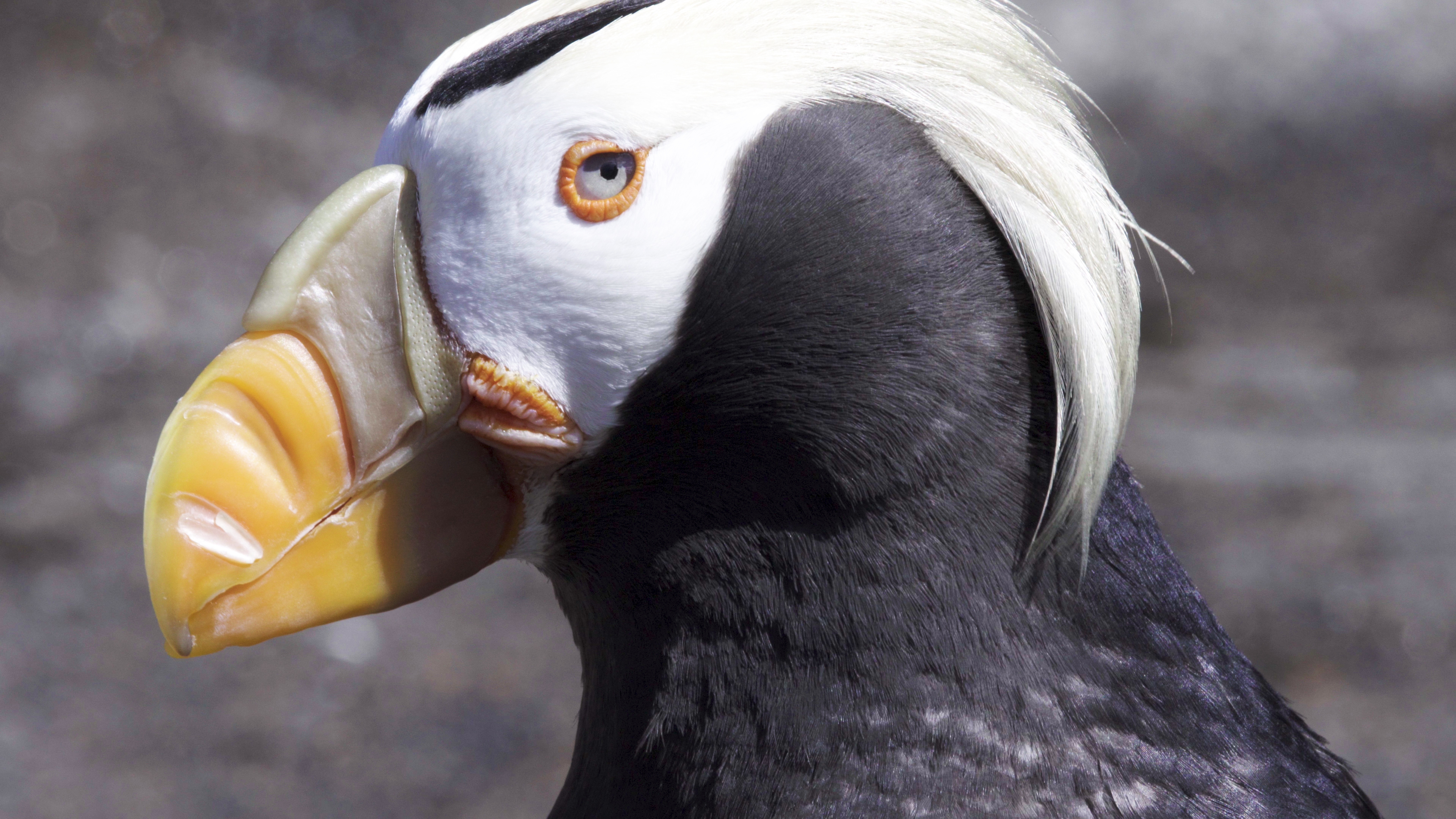 Tufted puffins denied Endangered Species Act protections - OPB