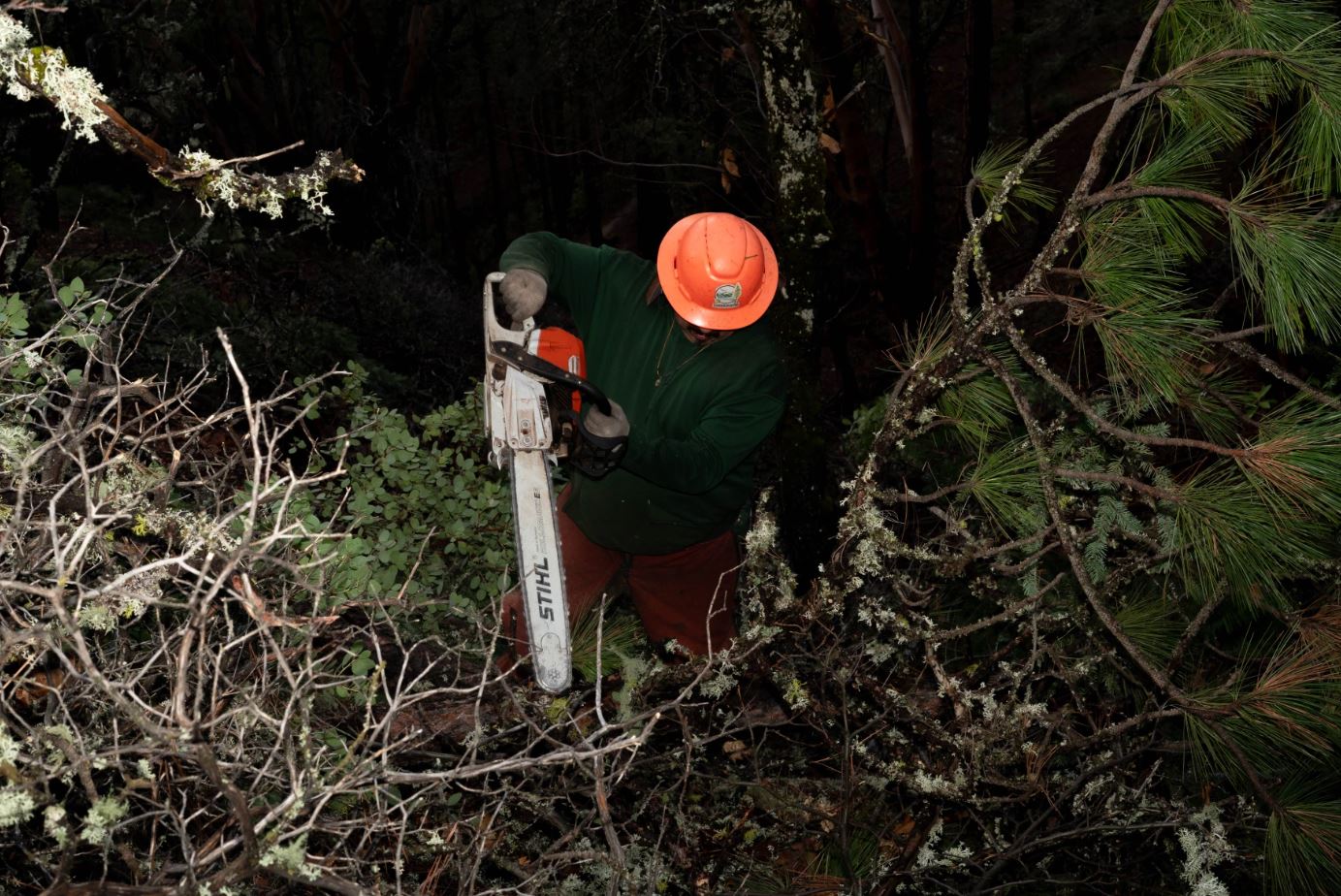 How Oregon's forestry workforce has evolved over 50 years - OPB