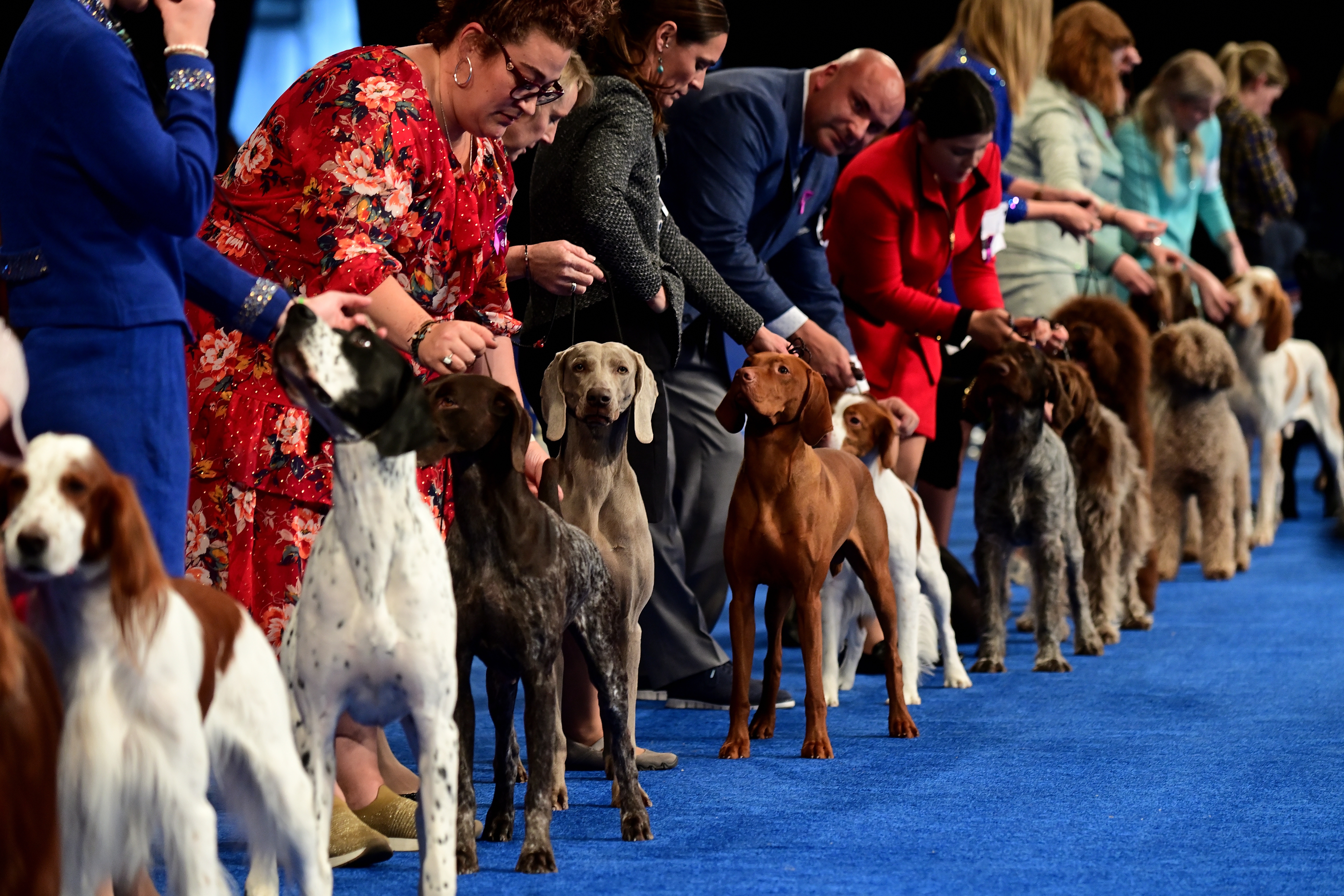 Nbc national dog show best sale