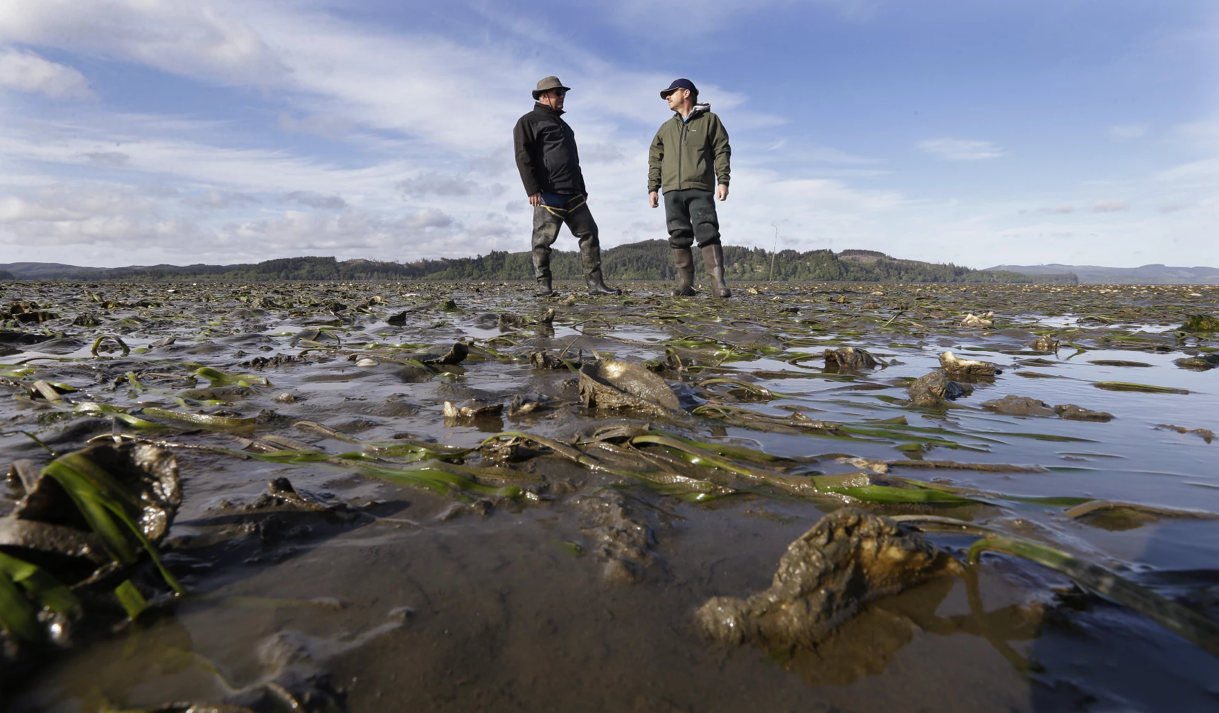 Washington oyster farmers say ‘vibrocompaction’ may help control ghost shrimp
