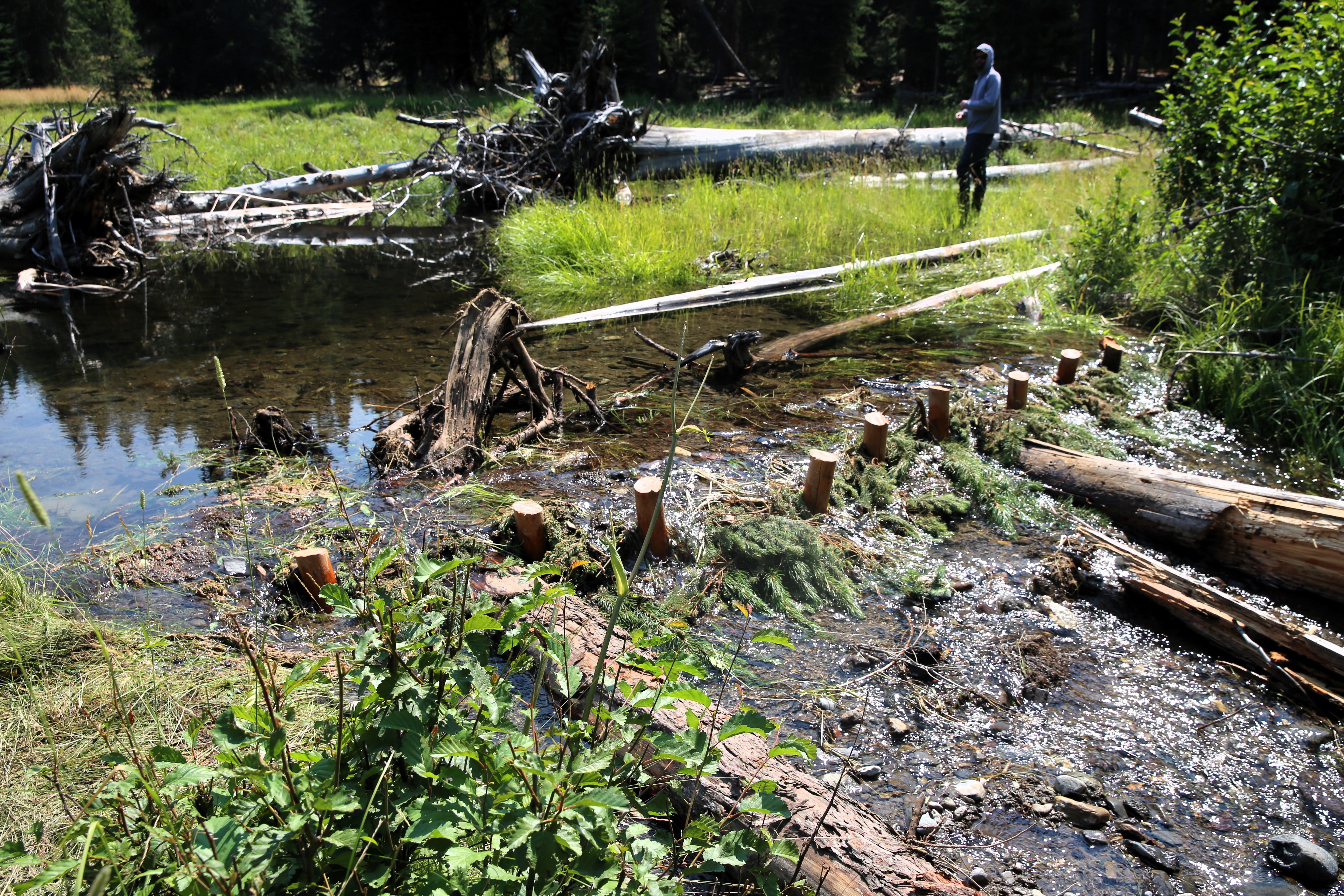 Waters run clear and fresh above a newly finished beaver dam analogue on Sheep Creek in the headwaters of the Grande Ronde River.