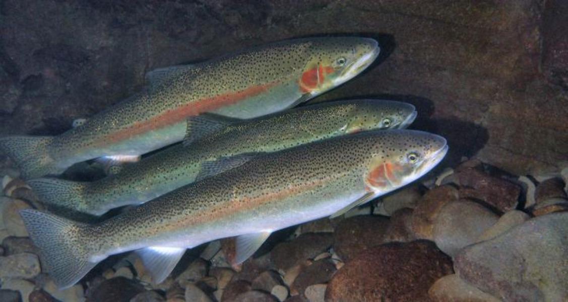 Record-low steelhead returns on Columbia River prompt call for
