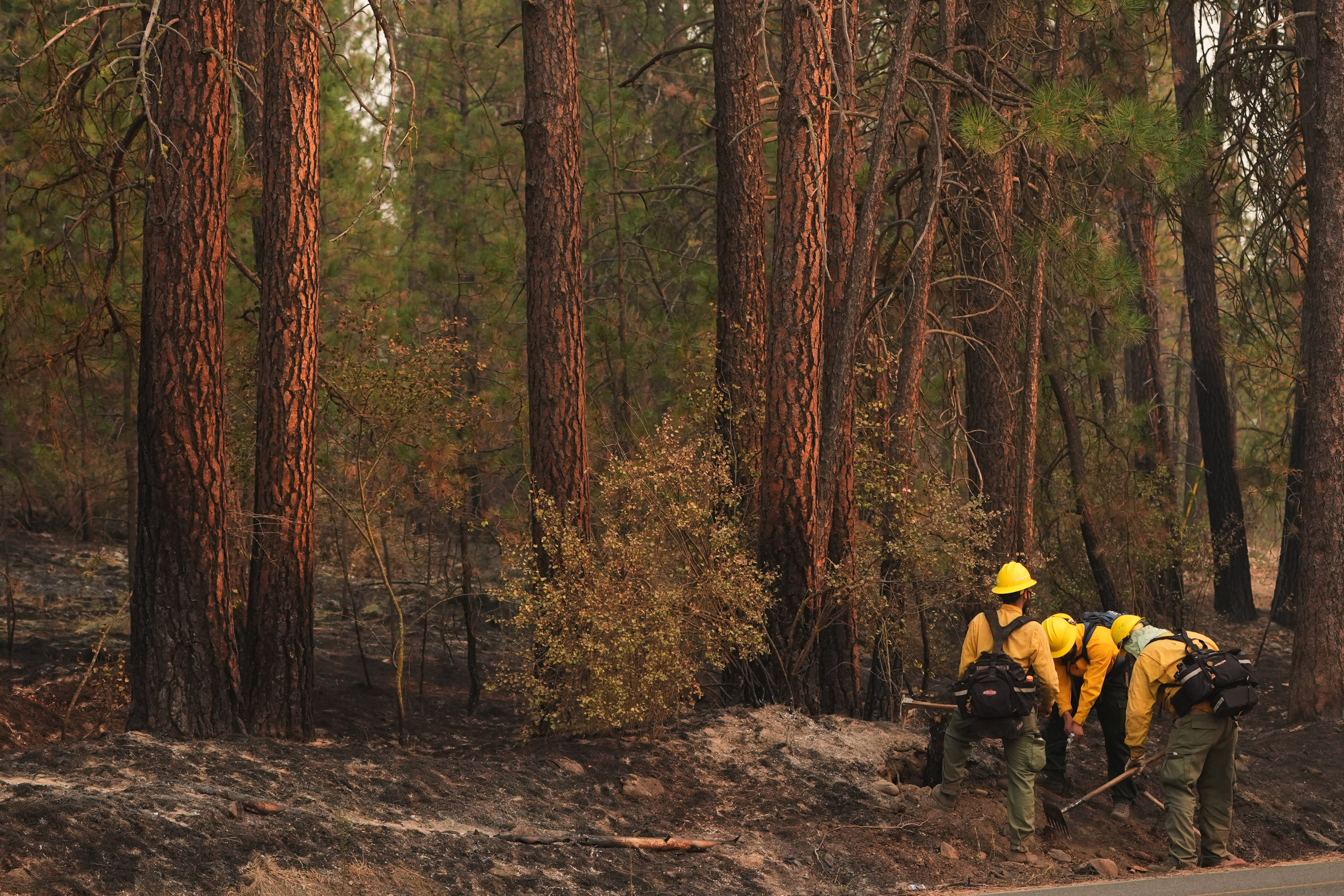 glutathione supplement evidence 2025 or 2026 Officials warn wildland firefighters about the risks of using a for smoke exposure Size:Mens 8 WIDE /Womens 10 WIDE Pentadecapeptide BPC 157 Enhances diabetic