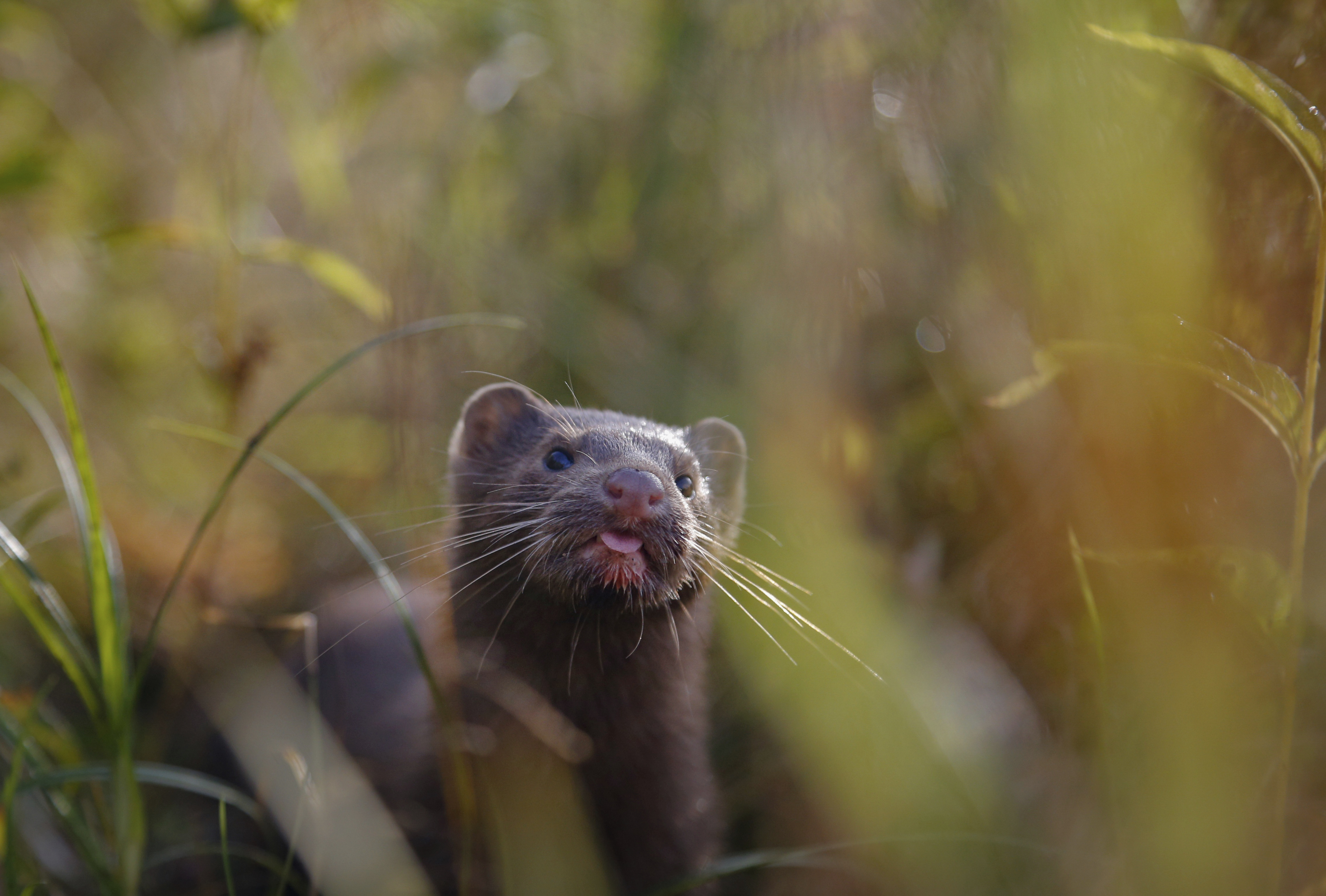 Minking Bill seeks to end mink farming in Oregon - OPB