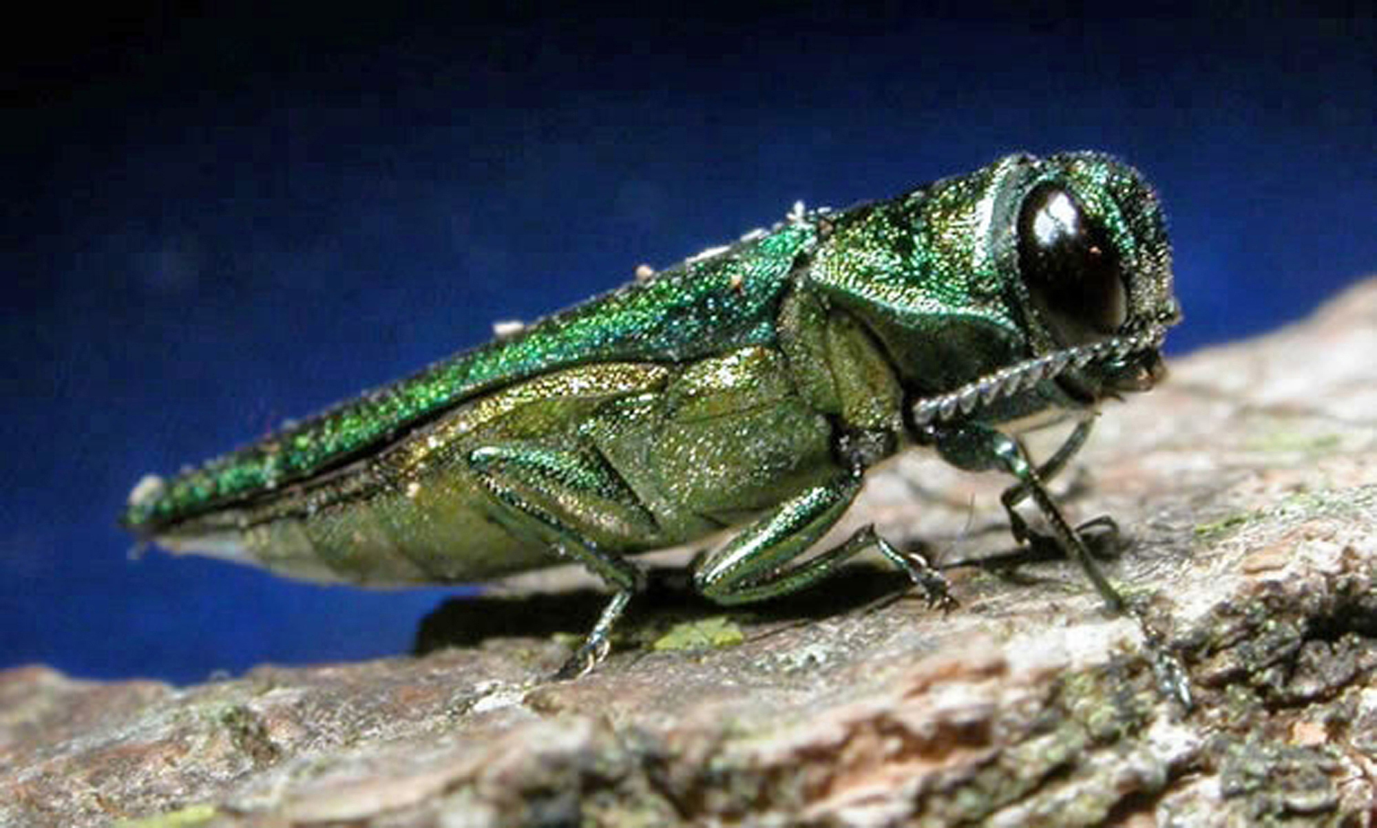 FILE- In this undated file photo provided by the Minnesota Department of Natural Resources, an adult emerald ash borer is shown.