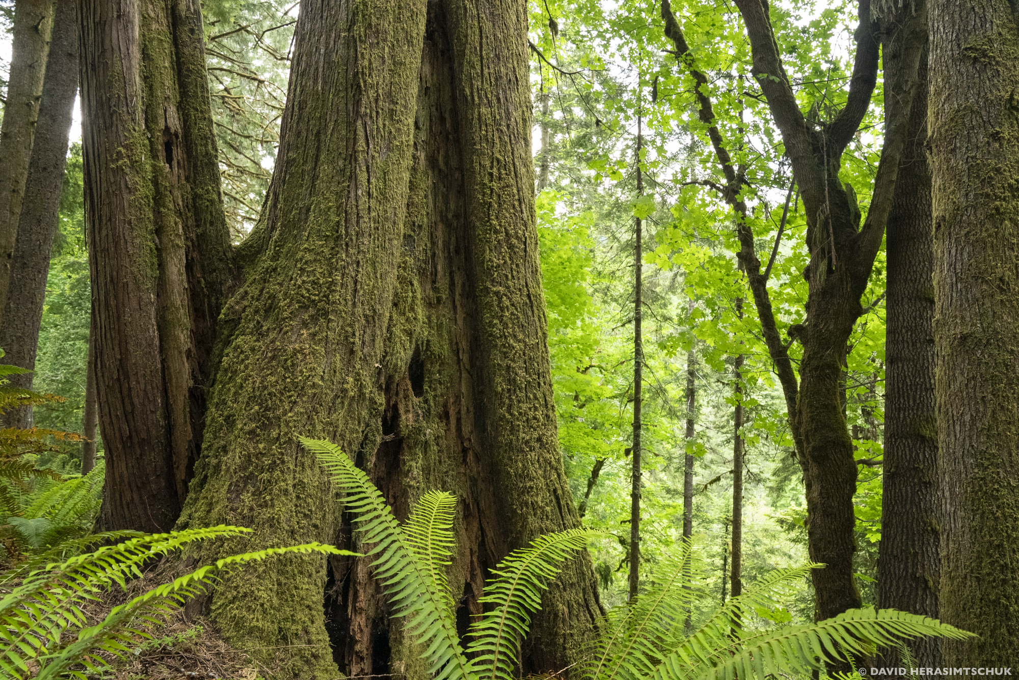 Large trunks of trees surrounded by ferns