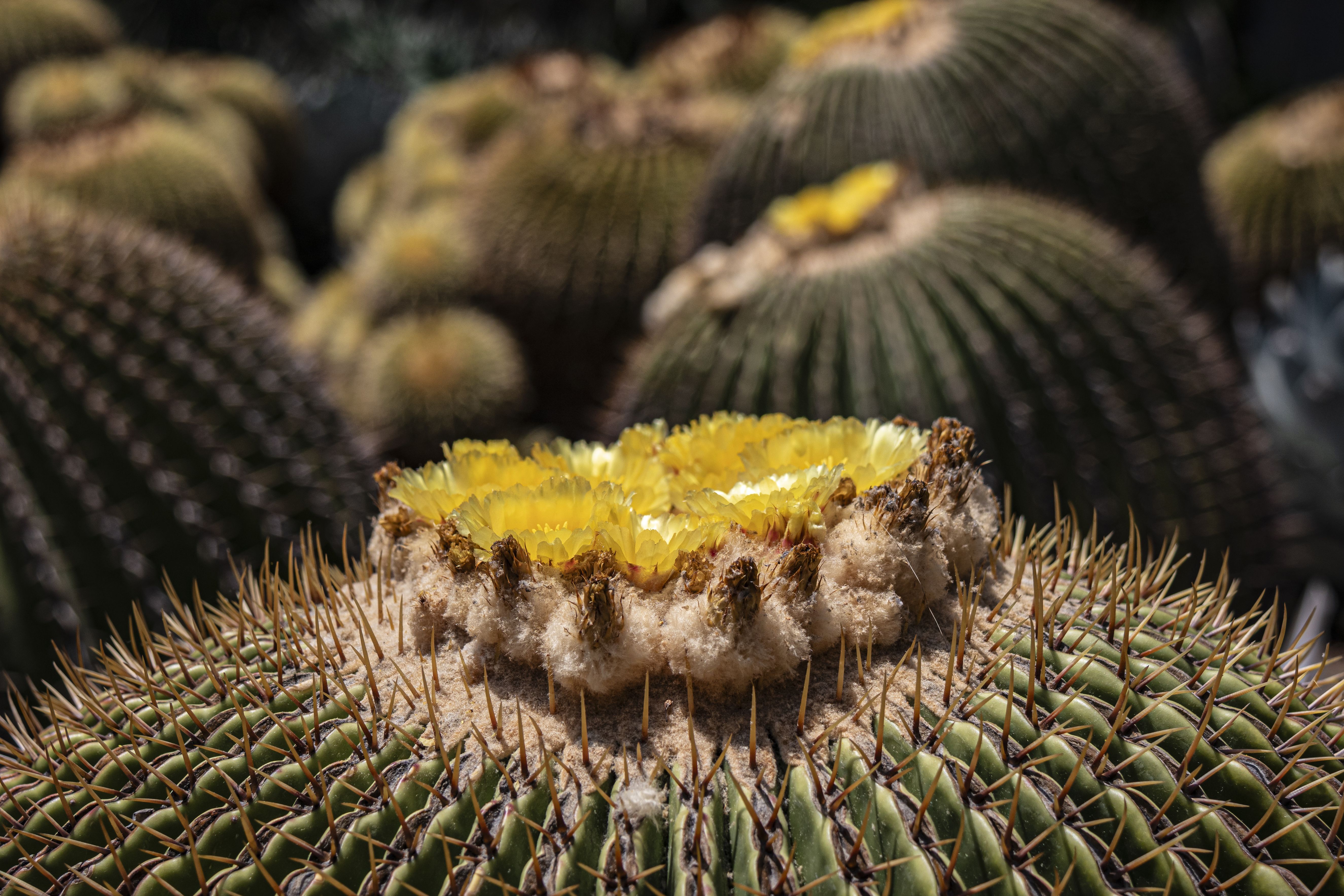 cactus sofia Zygo Cactus (Holiday Cactus) – Jordan's Jungle main image 0