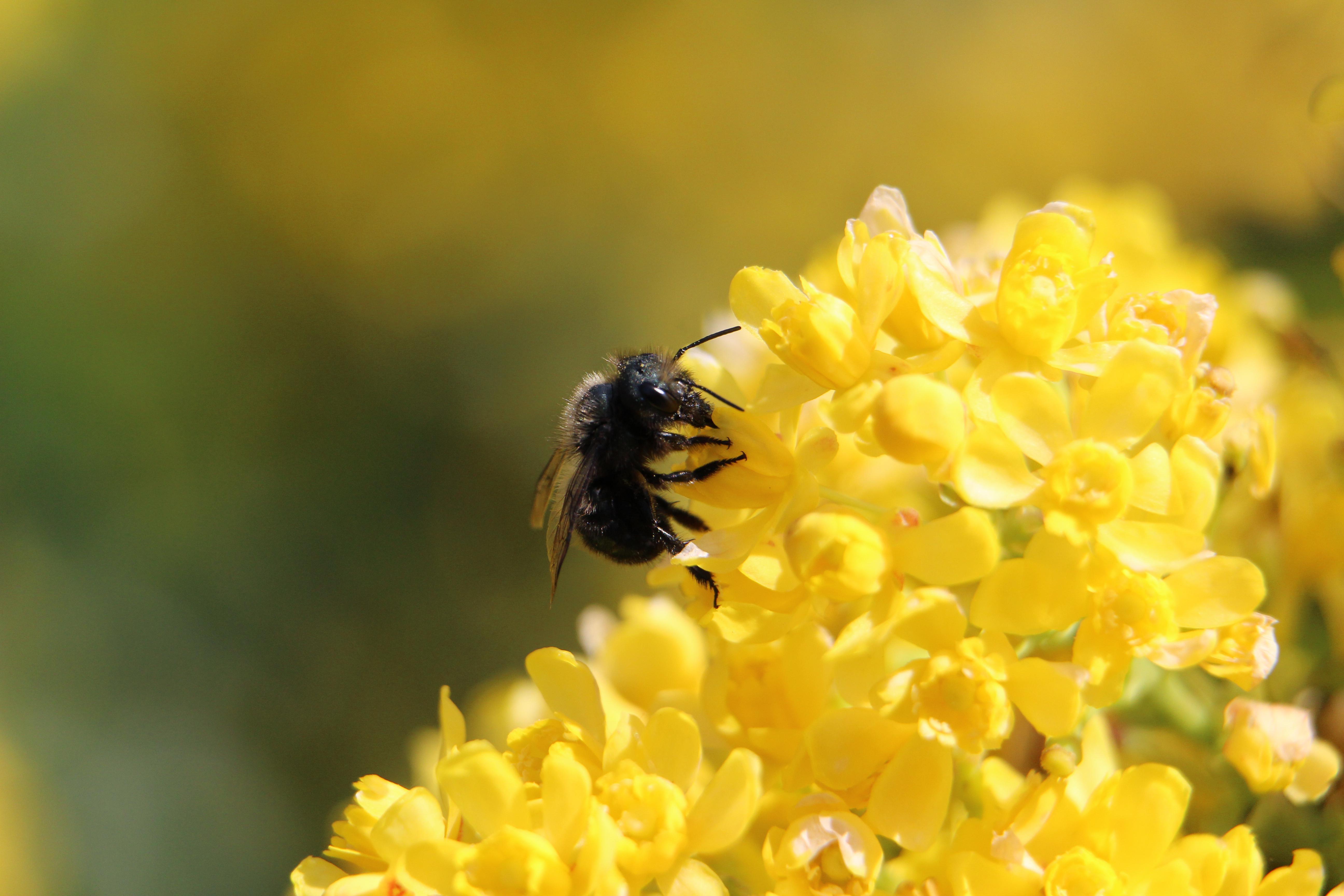 Mason bees are early pollinators. 